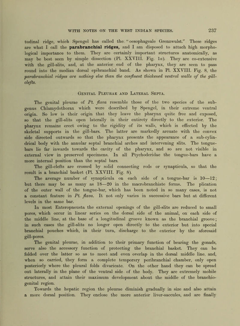 tudinal ridge, which Spengel has called the “ oesophageale Grenzwulst.” These ridges are what I call the parabranchial ridges, and I am disposed to attach high morpho- logical importance to them. They are certainly important structures anatomically, as may be best seen by simple dissection (PI. XXVIII. Fig. la). They are co-extensive with the gill-slits, and, at the anterior end of the pharynx, they are seen to pass round into the median dorsal epibranchial band. As shown in PI. XXVIII. Fig. 8, the parabranchial ridges are nothing else than the confluent thickened ventral walls of the gill- clefts. Genital Pleurae and Lateral Septa. The genital pleurae of Pt. flava resemble those of the two species of the sub- genus Chlamydothorax which were described by Spengel, in their extreme ventral origin. So low is their origin that they leave the pharynx quite free and exposed, so that the gill-slits open laterally in their entirety directly to the exterior. The pharynx remains erect owing to the rigidity of its walls, which is effected by the skeletal supports in the gill-bars. The latter are markedly arcuate with the convex side directed outwards so that the pharynx presents the appearance of a sub-cylin- drical body with the annular septal branchial arches and intervening slits. The tongue- bars lie far inwards towards the cavity of the pharynx, and so are not visible in external view in preserved specimens. In all Ptychoderidae the tongue-bars have a more internal position than the septal bars. The gill-clefts are crossed by solid connecting rods or synapticula, so that the result is a branchial basket (PI. XXVIII. Fig. 8). The average number of synapticula on each side of a tongue-bar is 10—12; but there may be as many as 18—20 in the macrobranchiate forms. The plication of the outer wall of the tongue-bar, which has been noted in so many cases, is not a constant feature in Pt. flava. It not only varies in successive bars but at different levels in the same bar. In most Enteropneusta the external openings of the gill-slits are reduced to small pores, which occur in linear series on the dorsal side of the animal, on each side of the middle line, at the base of a longitudinal groove known as the branchial groove; in such cases the gill-slits no longer open directly to the exterior but into special branchial pouches which, in their turn, discharge to the exterior by the aforesaid gill-pores. The genital pleurae, in addition to their primary function of bearing the gonads, serve also the accessory function of protecting the branchial basket. They can be folded over the latter so as to meet and even overlap in the dorsal middle line, and, when so carried, they form a complete temporary peribranchial chamber, only open posteriorly where the pleural folds divaricate. On the other hand they can be spread out laterally in the plane of the ventral side of the body. They are extremely mobile structures, and attain their maximum development about the middle of the branchio- genital region. Towards the hepatic region the pleurae diminish gradually in size and also attain a more dorsal position. They enclose the more anterior liver-saccules, and are finally