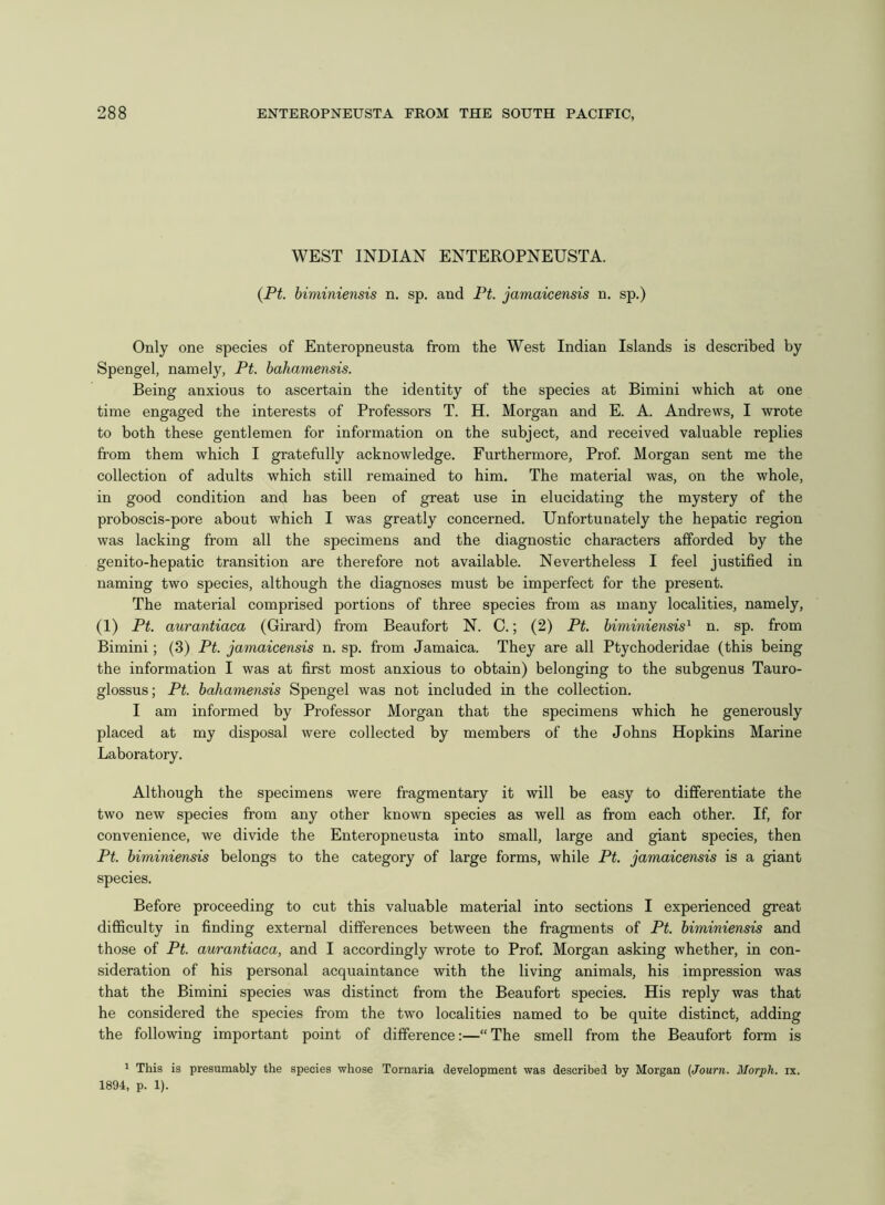 WEST INDIAN ENTEROPNEUSTA. (Pt. biminiensis n. sp. and Pt. jamaicensis n. sp.) Only one species of Enteropneusta from the West Indian Islands is described by Spengel, namely, Pt. bahamensis. Being anxious to ascertain the identity of the species at Bimini which at one time engaged the interests of Professors T. H. Morgan and E. A. Andrews, I wrote to both these gentlemen for information on the subject, and received valuable replies from them which I gratefully acknowledge. Furthermore, Prof. Morgan sent me the collection of adults which still remained to him. The material was, on the whole, in good condition and has been of great use in elucidating the mystery of the proboscis-pore about which I was greatly concerned. Unfortunately the hepatic region was lacking from all the specimens and the diagnostic characters afforded by the genito-hepatic transition are therefore not available. Nevertheless I feel justified in naming two species, although the diagnoses must be imperfect for the present. The material comprised portions of three species from as many localities, namely, (1) Pt. aurantiaca (Girard) from Beaufort N. C.; (2) Pt. biminiensis1 n. sp. from Bimini; (3) Pt. jamaicensis n. sp. from Jamaica. They are all Ptychoderidae (this being the information I was at first most anxious to obtain) belonging to the subgenus Tauro- glossus; Pt. bahamensis Spengel was not included in the collection. I am informed by Professor Morgan that the specimens which he generously placed at my disposal were collected by members of the Johns Hopkins Marine Laboratory. Although the specimens were fragmentary it will be easy to differentiate the two new species from any other known species as well as from each other. If, for convenience, we divide the Enteropneusta into small, large and giant species, then Pt. biminiensis belongs to the category of large forms, while Pt. jamaicensis is a giant species. Before proceeding to cut this valuable material into sections I experienced great difficulty in finding external differences between the fragments of Pt. biminiensis and those of Pt. aurantiaca, and I accordingly wrote to Prof. Morgan asking whether, in con- sideration of his personal acquaintance with the living animals, his impression was that the Bimini species was distinct from the Beaufort species. His reply was that he considered the species from the two localities named to be quite distinct, adding the following important point of difference:—“The smell from the Beaufort form is 1 This is presumably the species whose Tornaria development was described by Morgan (Journ. Morph, ix. 1894, p. 1).