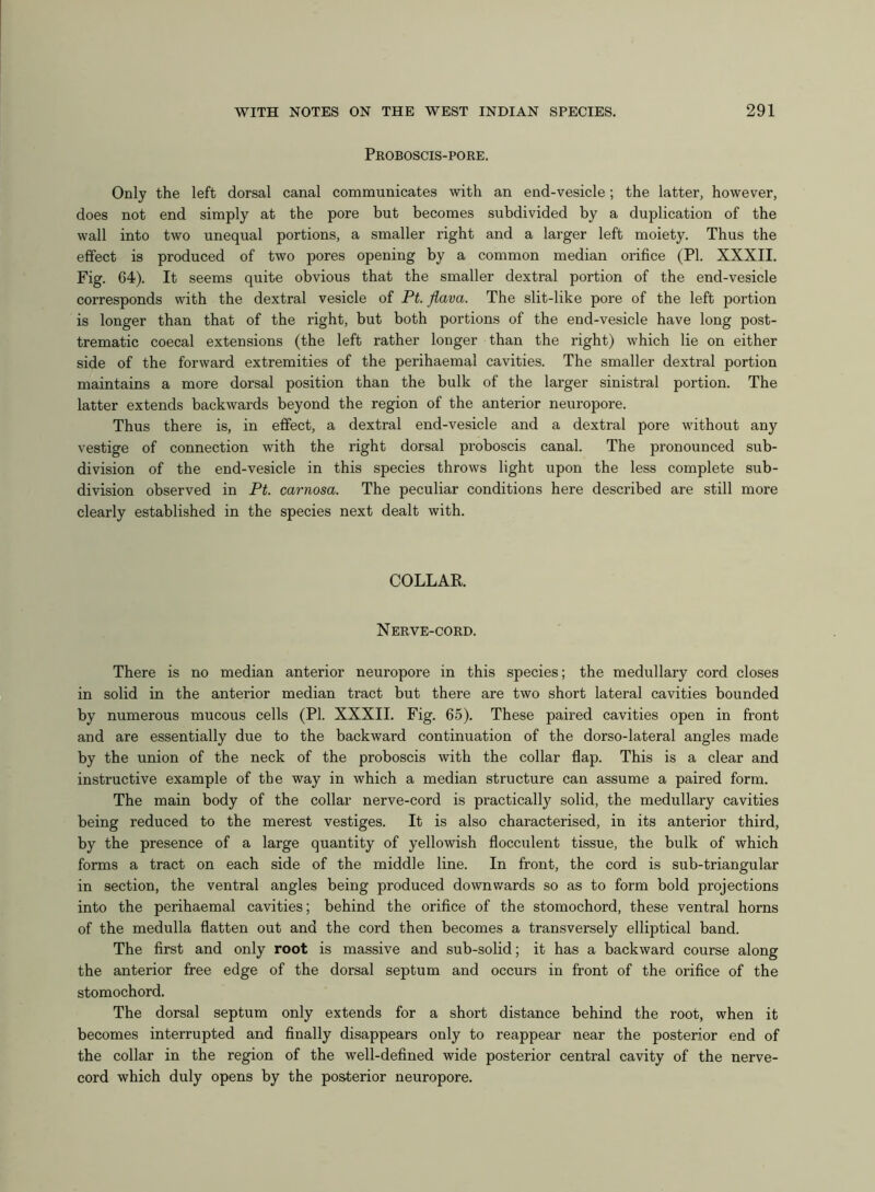 Proboscis-pore. Only the left dorsal canal communicates with an end-vesicle; the latter, however, does not end simply at the pore but becomes subdivided by a duplication of the wall into two unequal portions, a smaller right and a larger left moiety. Thus the effect is produced of two pores opening by a common median orifice (PL XXXII. Fig. 04). It seems quite obvious that the smaller dextral portion of the end-vesicle corresponds with the dextral vesicle of Pt. flava. The slit-like pore of the left portion is longer than that of the right, but both portions of the end-vesicle have long post- trematic coecal extensions (the left rather longer than the right) which lie on either side of the forward extremities of the perihaemal cavities. The smaller dextral portion maintains a more dorsal position than the bulk of the larger sinistral portion. The latter extends backwards beyond the region of the anterior neuropore. Thus there is, in effect, a dextral end-vesicle and a dextral pore without any vestige of connection with the right dorsal proboscis canal. The pronounced sub- division of the end-vesicle in this species throws light upon the less complete sub- division observed in Pt. carnosa. The peculiar conditions here described are still more clearly established in the species next dealt with. COLLAR. Nerve-cord. There is no median anterior neuropore in this species; the medullary cord closes in solid in the anterior median tract but there are two short lateral cavities bounded by numerous mucous cells (PI. XXXII. Fig. 65). These paired cavities open in front and are essentially due to the backward continuation of the dorso-lateral angles made by the union of the neck of the proboscis with the collar flap. This is a clear and instructive example of the way in which a median structure can assume a paired form. The main body of the collar nerve-cord is practically solid, the medullary cavities being reduced to the merest vestiges. It is also characterised, in its anterior third, by the presence of a large quantity of yellowish flocculent tissue, the bulk of which forms a tract on each side of the middle line. In front, the cord is sub-triangular in section, the ventral angles being produced downwards so as to form bold projections into the perihaemal cavities; behind the orifice of the stomochord, these ventral horns of the medulla flatten out and the cord then becomes a transversely elliptical band. The first and only root is massive and sub-solid; it has a backward course along the anterior free edge of the dorsal septum and occurs in front of the orifice of the stomochord. The dorsal septum only extends for a short distance behind the root, when it becomes interrupted and finally disappears only to reappear near the posterior end of the collar in the region of the well-defined wide posterior central cavity of the nerve- cord which duly opens by the posterior neuropore.