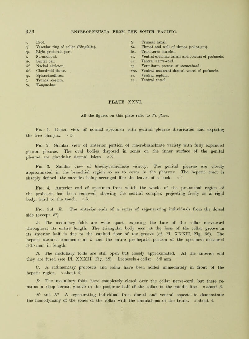 r. Root. tc. Truncal canal. rf- Vascular ring of collar (Ringfalte). til. Throat and wall of throat (collar-gut). rp. Right proboscis pore. tin. Transverse muscles. s. Stomochord. VC. Ventral coelomic canals and coecum of proboscis. sb. Septal bar. vn. Ventral nerve-cord. sk\ Nuchal skeleton. VJ). Vermiform process of stomochord. sk-. Chondroid tissue. vrv. Ventral recurrent dermal vessel of proboscis. sp. Splanchnotheca. vs. Ventral septum. t. Truncal coelom. vv. Ventral vessel. tb. Tongue-bar. PLATE XXVI. All the figures on this plate refer to Pt. flava. Fig. 1. Dorsal view of normal specimen with genital pleurae divaricated and exposing the free pharynx, x 3. Fig. 2. Similar view of anterior portion of macrobranchiate variety with fully expanded genital pleurae. The oval bodies disposed in zones on the inner surface of the genital pleurae are glandular dermal islets, x 3. Fig 3. Similar view of brachybranchiate variety. The genital pleurae are closely approximated in the branchial region so as to cover in the pharynx. The hepatic tract is sharply defined, the saccules being arranged like the leaves of a book, x 6. Fig. 4. Anterior end of specimen from which the whole of the pre-nuchal region of the proboscis had been removed, showing the central complex projecting freely as a rigid body, hard to the touch, x 3. Fig. 5 A—E. The anterior ends of a series of regenerating individuals from the dorsal side (except E'2). A. The medullary folds are wide apart, exposing the base of the collar nerve-cord throughout its entire length. The triangular body seen at the base of the collar groove in its anterior half is due to the vaulted floor of the groove (cf. PI. XXXII. Fig. 66). The hepatic saccules commence at h and the entire pre-hepatic portion of the specimen measured 3-25 mm. in length. B. The medullary folds are still open but closely approximated. At the anterior end they are fused (see PI. XXXII. Fig. 68). Proboscis + collar = 3-5 mm. C. A rudimentary proboscis and collar have been added immediately in front of the hepatic region, x about 4. D. The medullary folds have completely closed over the collar nerve-cord, but there re- mains a deep dermal groove in the posterior half of the collar in the middle line, x about 3. El and E2. A regenerating individual from dorsal and ventral aspects to demonstrate the homodynamy of the zones of the collar with the annulations of the trunk, x about 4.