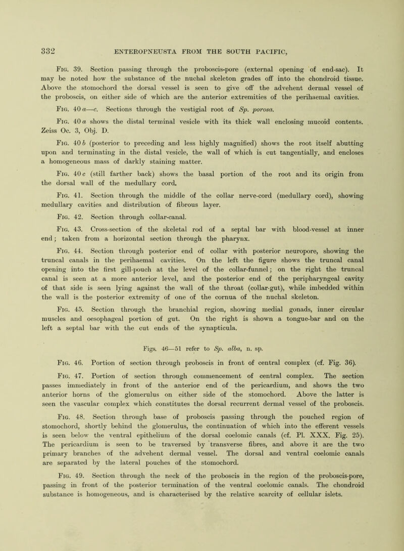 Fig. 39. Section passing through the proboscis-pore (external opening of end-sac). It may be noted how the substance of the nuchal skeleton grades off into the chondroid tissue. Above the stomochord the dorsal vessel is seen to give off the advehent dermal vessel of the proboscis, on either side of which are the anterior extremities of the perihaemal cavities. Fig. 40 a—c. Sections through the vestigial root of Sp. porosa. Fig. 40 a shows the distal terminal vesicle with its thick wall enclosing mucoid contents. Zeiss Oc. 3, Obj. D. Fig. 40 b (posterior to preceding and less highly magnified) shows the root itself abutting upon and terminating in the distal vesicle, the wall of which is cut tangentially, and encloses a homogeneous mass of darkly staining matter. Fig. 40 c (still farther back) shows the basal portion of the root and its origin from the dorsal wall of the medullary cord. Fig. 41. Section through the middle of the collar nerve-cord (medullary cord), showing medullary cavities and distribution of fibrous layer. Fig. 42. Section through collar-canal. Fig. 43. Cross-section of the skeletal rod of a septal bar with blood-vessel at inner end; taken from a horizontal section through the pharynx. Fig. 44. Section through posterior end of collar with posterior neuropore, showing the truncal canals in the perihaemal cavities. On the left the figure shows the truncal canal opening into the first gill-pouch at the level of the collar-funnel; on the right the truncal canal is seen at a more anterior level, and the posterior end of the peripharyngeal cavity of that side is seen lying against the wall of the throat (collar-gut), while imbedded within the wall is the posterior extremity of one of the cornua of the nuchal skeleton. Fig. 45. Section through the branchial region, showing medial gonads, inner circular muscles and oesophageal portion of gut. On the right is shown a tongue-bar and on the left a septal bar with the cut ends of the synapticula. Figs. 46—51 refer to Sp. alba, n. sp. Fig. 46. Portion of section through proboscis in front of central complex (cf. Fig. 36). Fig. 47. Portion of section through commencement of central complex. The section passes immediately in front of the anterior end of the pericardium, and shows the two anterior horns of the glomerulus on either side of the stomochord. Above the latter is seen the vascular complex which constitutes the dorsal recurrent dermal vessel of the proboscis. Fig. 48. Section through base of proboscis passing through the pouched region of stomochord, shortly behind the glomerulus, the continuation of which into the efferent vessels is seen below the ventral epithelium of the dorsal coelomic canals (cf. PI. XXX. Fig. 25). The pericardium is seen to be traversed by transverse fibres, and above it are the two primary branches of the advehent dermal vessel. The dorsal and ventral coelomic canals are separated by the lateral pouches of the stomochord. Fig. 49. Section through the neck of the proboscis in the region of the proboscis-pore, passing in front of the posterior termination of the ventral coelomic canals. The chondroid substance is homogeneous, and is characterised by the relative scarcity of cellular islets.
