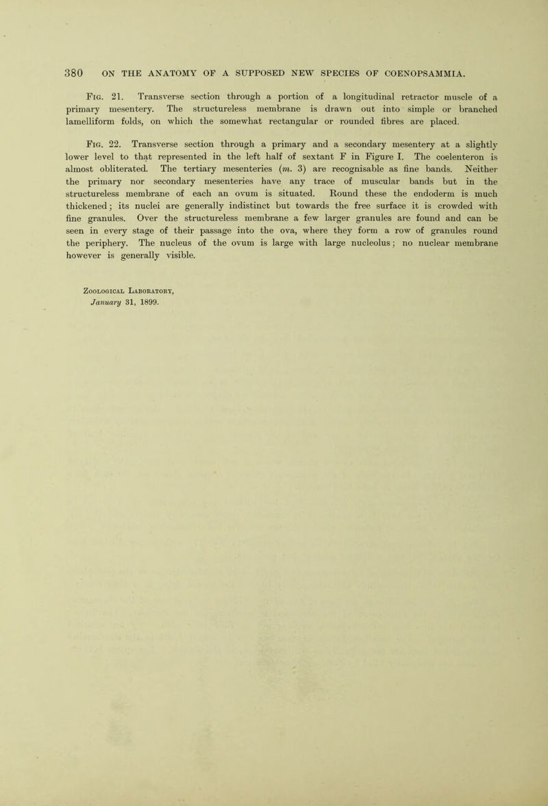 Fig. 21. Transverse section through a portion of a longitudinal retractor muscle of a primary mesentery. The structureless membrane is drawn out into simple or branched lamelliform folds, on which the somewhat rectangular or rounded fibres are placed. Fig. 22. Transverse section through a primary and a secondary mesentery at a slightly lower level to that represented in the left half of sextant F in Figure I. The coelenteron is almost obliterated. The tertiary mesenteries (m. 3) are recognisable as fine bands. Neithei- the primary nor secondary mesenteries have any trace of muscular bands but in the structureless membrane of each an ovum is situated. Round these the endoderm is much thickened; its nuclei are generally indistinct but towards the free surface it is crowded with fine granules. Over the structureless membrane a few larger granules are found and can be seen in every stage of their passage into the ova, where they form a row of granules round the periphery. The nucleus of the ovum is large with large nucleolus; no nuclear membrane however is generally visible. Zoological Laboratory, January 31, 1899.