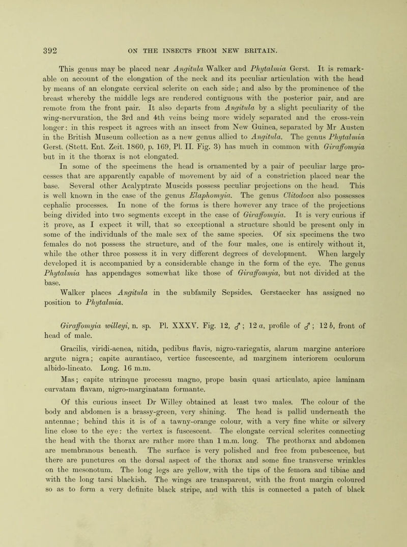 This genus may be placed near Angitula Walker and Phytabnia Gerst. It is remark- able on account of the elongation of the neck and its peculiar articulation with the head by means of an elongate cervical sclerite on each side; and also by the prominence of the breast whereby the middle legs are rendered contiguous with the posterior pair, and are remote from the front pair. It also departs from Angitula by a slight peculiarity of the wing-nervuration, the 3rd and 4th veins being more widely separated and the cross-vein longer: in this respect it agrees with an insect from New Guinea, separated by Mr Austen in the British Museum collection as a new genus allied to Angitula. The genus Fhytalmia Gerst. (Stett. Ent. Zeit. 1860, p. 169, PI. II. Fig. 3) has much in common with Giraffomyia but in it the thorax is not elongated. In some of the specimens the head is ornamented by a pair of peculiar large pro- cesses that are apparently capable of movement by aid of a constriction placed near the base. Several other Acalyptrate Muscids possess peculiar projections on the head. This is well known in the case of the genus Elaphomyia. The genus Clitodoca also possesses cephalic processes. In none of the forms is there however any trace of the projections being divided into two segments except in the case of Giraffomyia. It is very curious if it prove, as I expect it will, that so exceptional a structure should be present only in some of the individuals of the male sex of the same species. Of six specimens the two females do not possess the structure, and of the four males, one is entirely without it, while the other three possess it in very different degrees of development. When largely developed it is accompanied by a considerable change in the form of the eye. The genus Phytalmia has appendages somewhat like those of Giraffomyia, but not divided at the base. Walker places Angitula in the subfamily Sepsides. Gerstaecker has assigned no position to Phytalmia. Giraffomyia willeyi, n. sp. PI. XXXV. Fig. 12, c/'; 12 a, profile of ; 12 6, front of head of male. Gracilis, viridi-aenea, nitida, pedibus flavis, nigro-variegatis, alarum margine anteriore argute nigra; capite aurantiaco, vertice fuscescente, ad marginem interiorem oculorum albido-lineato. Long. 16 m.m. Mas; capite utrinque processu magno, prope basin quasi articulate, apice laminam curvatam flavam, nigro-marginatam formante. Of this curious insect Dr Willey obtained at least two males. The colour of the body and abdomen is a brassy-green, very shining. The head is pallid underneath the antennae; behind this it is of a tawny-orange colour, with a very fine white or silvery line close to the eye: the vertex is fuscescent. The elongate cervical sclerites connecting the head with the thorax are rather more than 1 m.m. long. The prothorax and abdomen are membranous beneath. The surface is very polished and free from pubescence, but there are punctures on the dorsal aspect of the thorax and some fine transverse wrinkles on the mesonotum. The long legs are yellow, with the tips of the femora and tibiae and with the long tarsi blackish. The wings are transparent, with the front margin coloured so as to form a very definite black stripe, and with this is connected a patch of black