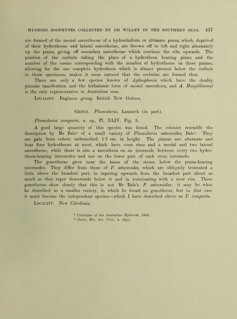are formed of the mesial sarcothecae of a hydrocladium or idtiraate pinna, which, deprived of their hydrothecae and lateral sarcothecae, are thrown off to left and right alternately np the pinna, giving off secondary sarcothecae which continue the ribs upwards. The position of the corbula taking the place of a hydrotheca bearing pinna and the number of the costae corresponding with the number of hydrothecae on these pinnae, allowing for the one complete hydrotheca which is always present below the corbula in these specimens, makes it seem natural that the corbulae are formed thus. There are only a few species known of Aglaophenia which have the doubly pinnate ramification and the bithalamic form of mesial .sarcotheca, and A. Macgillivrayi is the only representative in Australian seas. Locality. Engineer group, British New Guinea. Genus. Plumularia, Lamarck (in part). Plumularia covipacta, n. sp., PI. XLIV. Fig. 3. A good large quantity of this species was found. The colonies resemble the description by Mr Bale’ of a small variety of Plumularia setaceoides, Bale^ They are pale horn colour, unbranched, I'o cm. in height. The pinnae ai’e alternate and bear four hydrothecae at most, which have even rims and a mesial and two lateral sarcothecae, while there is also a sarcotheca on an internode betw'een evexy two hydro- theca-bearing internodes and one on the lower paid of each stem internode. The gonothecae grow near the bases of the stems, below the pinna-bearing internodes. They differ from those of P. setaceoides, which are obliquely truncated a little above the broadest part, in tapering upwards from the broadest part about as much as they taper downwards below it and in terminating with a neat lim. These gonothecae show clearly that this is not Mr Bale’s P. setaceoides: it may be what he described as a smaller vaidety, in which he found no gonothecae, but iii that case it ixiust become the independent species—which I have desci’ibed above as P. comjmcta. Locality. New Caledonia. ’ Catalogue of the Australian Hydroids, 1884. ^ Joiirn. Mic. Soc. Viet., ii. (fig.).