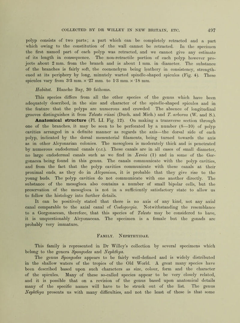 polyp consists of two parts; a part which can be completely retracted and a part which owing to the constitution of the wall cannot be retracted. In the specimen the first named part of each polyp was retracted, and we cannot give any estimate of its length in consequence. The non-retractile portion of each polyp however pro- jects about 2 mm. from the branch and is about 1 mm. in diameter. The substance of the branches is fairly soft, the coenenchym being leathery in consistency, strength- ened at its periphery by long, minutely warted spindle-shaped spicules (Fig. 4). These spicules vary from 3'3 mm. x '27 mm. to 1'3 mm. x T8 mm. Habitat. Blanche Bay, 30 fathoms. This species differs from all the other species of the genus which have been adequately described, in the size and character of the spindle-shaped spicules and in the feature that the polyps are numerous and crowded The absence of longitudinal grooves distinguishes it from Telesto riisei (Duch. and Mich.) and T. arborea (W. and S.). Anatomical structure (PI. LI. Fig. 12). On making a transverse section through one of the branches, it may be seen to be perforated by a number (8—10) of polyp cavities arranged in a definite manner as regards the axis—the dorsal side of each polyp, indicated by the dorsal mesenterial filaments, being turned towards the axis as in other Alcyonarian colonies. The mesogloea is moderately thick and is penetrated by numerous endodermal canals (c.c.). These canals are in all cases of small diameter, no large endodermal canals such as we find in Xenia (1) and in some of the Gor- gonacea being found in this genus. The canals communicate with the polyp cavities, and from the fact that the polyp cavities communicate with these canals at their proximal ends, as they do in Alcyonium, it is probable that they give rise to the young buds. The polyp cavities do not communicate with one another directly. The substance of the mesogloea also contains a number of small bipolar cells, but the preservation of the mesogloea is not in a sufficiently satisfactory state to allow us to follow the histology into further details. It can be positively stated that there is no axis of any kind, not any axial canal comparable to the axial canal of Goelogorgia. Notwithstanding the resemblance to a Gorgonacean, therefore, that this species of Telesto may be considered to have, it is unquestionably Alcyonacean. The specimen is a female but the gonads are probably very immature. Family. Nephthyidae. This family is represented in Dr Willey’s collection by several specimens which belong to the genera Spongodes and Nephthya. The genus Spongodes appears to be fairly well-defined and is widely distributed in the shallow waters of the tropics of the Old World. A great many species have been described based upon such characters as size, colour, form and the character of the spicules. Many of these so-called species appear to be very closely related, and it is possible that on a revision of the genus based upon anatomical details many of the specific names will have to be struck out of the list. The genus Nephthya presents us with many difficulties, and not the least of these is that some