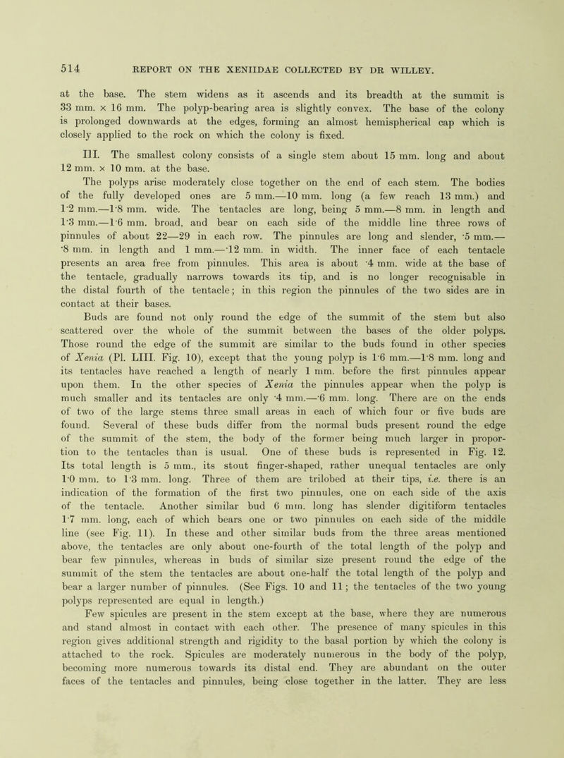 at the base. The stem widens as it ascends and its breadth at the summit is 33 mm. x 16 mm. The polyp-bearing area is slightly convex. The base of the colony is prolonged downwards at the edges, forming an almost hemispherical cap which is closely applied to the rock on which the colony is fixed. III. The smallest colony consists of a single stem about 15 mm. long and about 12 mm. X 10 mm. at the base. The polyps arise moderately close together on the end of each stem. The bodies of the fully developed ones are 5 mm.—10 mm. long (a few reach 13 mm.) and 1’2 mm.—T8 mm. wide. The tentacles are long, being 5 mm.—8 mm. in length and 1'3 mm.—1'6 mm. broad, and bear on each side of the middle line three rows of pinnules of about 22—29 in each row. The pinnules are long and slender, '5 mm.— '8 mm. in length and 1 mm.—'12 mm. in width. The inner face of each tentacle presents an area free from pinnules. This area is about '4 mm. wide at the base of the tentacle, gradually narrows towards its tip, and is no longer recognisable in the distal fourth of the tentacle; in this region the pinnules of the two sides are in contact at their bases. Buds are found not only round the edge of the summit of the stem but also scattered over the whole of the summit between the bases of the older polyps. Those round the edge of the summit are similar to the buds found in other species of Xenia (PL LIII. Fig. 10), except that the young polyp is 1'6 mm.—1’8 mm. long and its tentacles have reached a length of nearly 1 mm. before the first pinnules appear upon them. In the other species of Xenia the pinnules appear when the polyp is much smaller and its tentacles are only 4 mm.—'6 mm. long. There are on the ends of two of the large stems three small areas in each of which four or five buds are found. Several of these buds differ from the normal buds present round the edge of the summit of the stem, the body of the former being much larger in propor- tion to the tentacles than is usual. One of these buds is represented in Fig. 12. Its total length is 5 mm., its stout finger-shaped, rather unequal tentacles are only I'O mm. to 1'3 mm. long. Three of them are trilobed at their tips, i.e. there is an indication of the formation of the first two pinnules, one on each side of the axis of the tentacle. Another similar bud 6 mm. long has slender digitiform tentacles 1'7 mm. long, each of which bears one or two pinnules on each side of the middle line (see Fig. 11). In these and other similar buds from the three areas mentioned above, the tentacles are only about one-fourth of the total length of the polyp and bear few pinnules, whereas in buds of similar size present round the edge of the summit of the stem the tentacles are about one-half the total length of the polyp and bear a larger number of pinnules. (See Figs. 10 and 11; the tentacles of the two young polyps represented are equal in length.) Few spicules are present in the stem except at the base, where they are numerous and stand almost in contact with each other. The presence of many spicules in this region gives additional strength and rigidity to the basal portion by which the colony is attached to the rock. Spicules are moderately numerous in the body of the polyp, becoming more numerous towards its distal end. They are abundant on the outer faces of the tentacles and pinnules, being close together in the latter. They are less