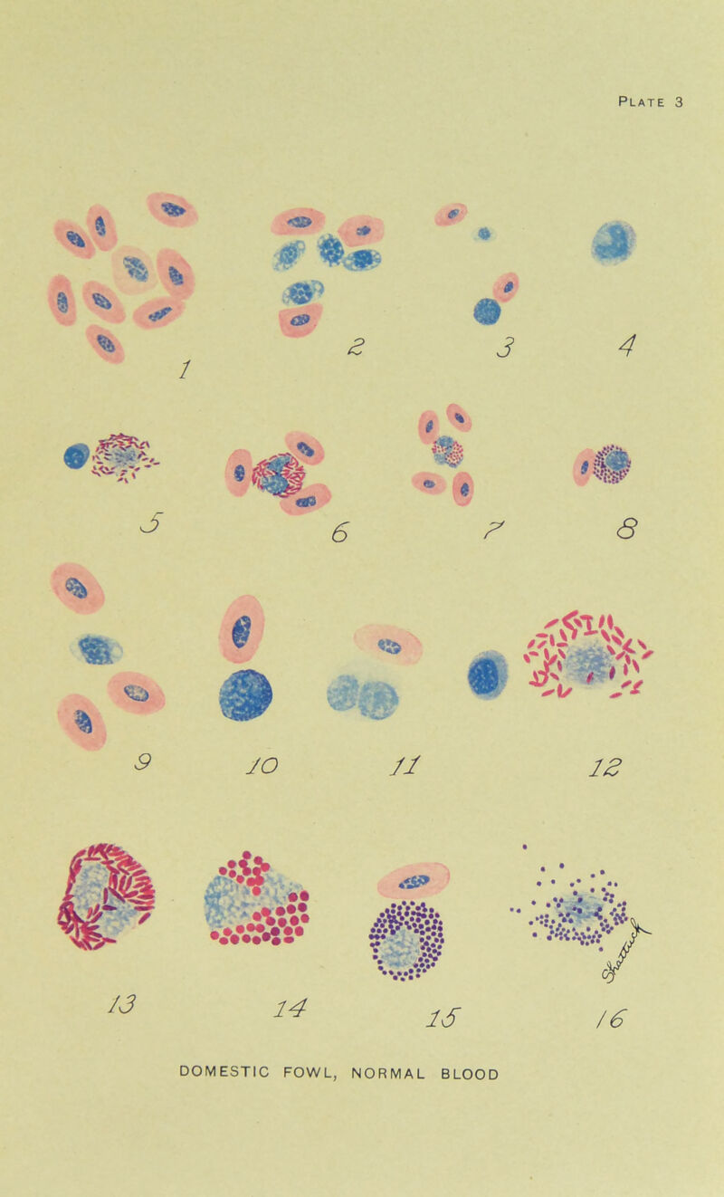 rfS?» 16 DOMESTIC FOWL, NORMAL BLOOD