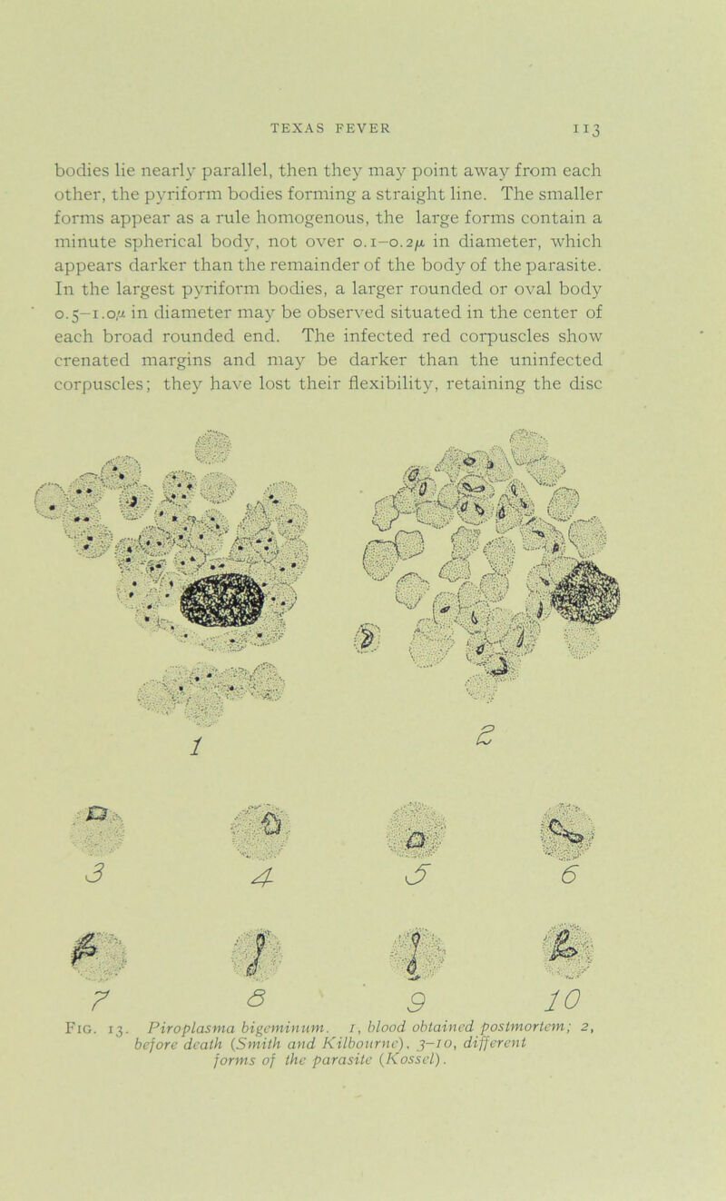 bodies lie nearly parallel, then they may point away from each other, the pyriform bodies forming a straight line. The smaller forms appear as a rule homogenous, the large forms contain a minute spherical body, not over o.i-o.2|W in diameter, which appears darker than the remainder of the body of the parasite. In the largest pyriform bodies, a larger rounded or oval body o. 5-1.0,^ in diameter may be observed situated in the center of each broad rounded end. The infected red corpuscles show crenated margins and may be darker than the uninfected corpuscles; they have lost their flexibility, retaining the disc 1 K3 \ • -v , Ots ISjVt & . '..Vi * ■:.. ■ m 3 4- jr 6 m m a t V.-. . 7 & 9 10 Fig. 13. Piroplasma bigemimim. /, blood obtained postmortem; 2, before death (Smith and Kilbourne), 3—10, different forms of the parasite (Kossel).