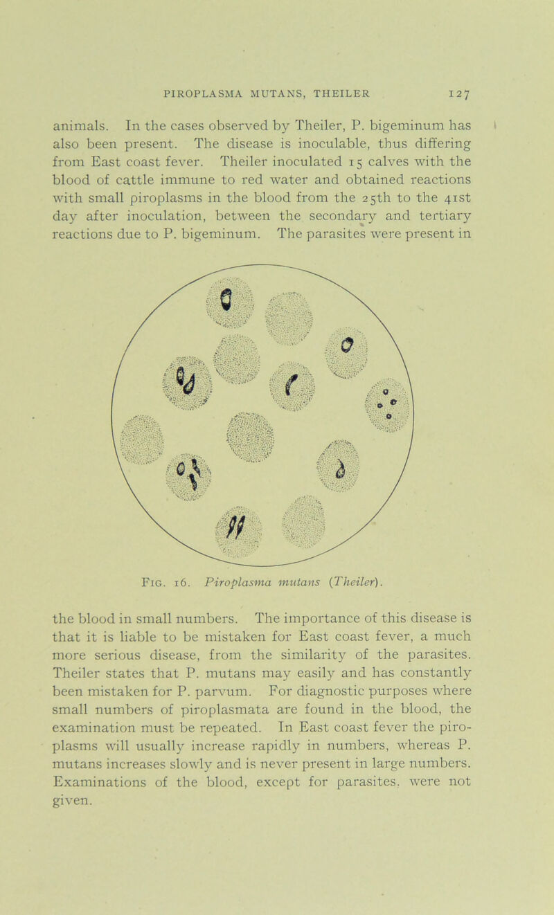 animals. Ixx the eases observed by Theiler, P. bigeminum has also been present. The disease is inoculable, thus differing from East coast fever. Theiler inoculated 15 calves with the blood of cattle immune to i*ed water and obtained reactions with small piroplasms in the blood from the 25th to the 41st day after inoculation, between the secondary and tertiary reactions due to P. bigeminum. The parasites were present in Fig. 16. Piroplasma mutans (Theiler). the blood in small numbers. The importance of this disease is that it is liable to be mistaken for East coast fever, a much more serious disease, from the similarity of the parasites. Theiler states that P. mutans may easily and has constantly been mistaken for P. parvum. For diagnostic purposes where small numbers of piroplasmata are found in the blood, the examination must be repeated. In East coast fever the piro- plasms will usually increase rapidly in numbers, whereas P. mutans increases slowly and is never present in large numbers. Examinations of the blood, except for parasites, were not given.