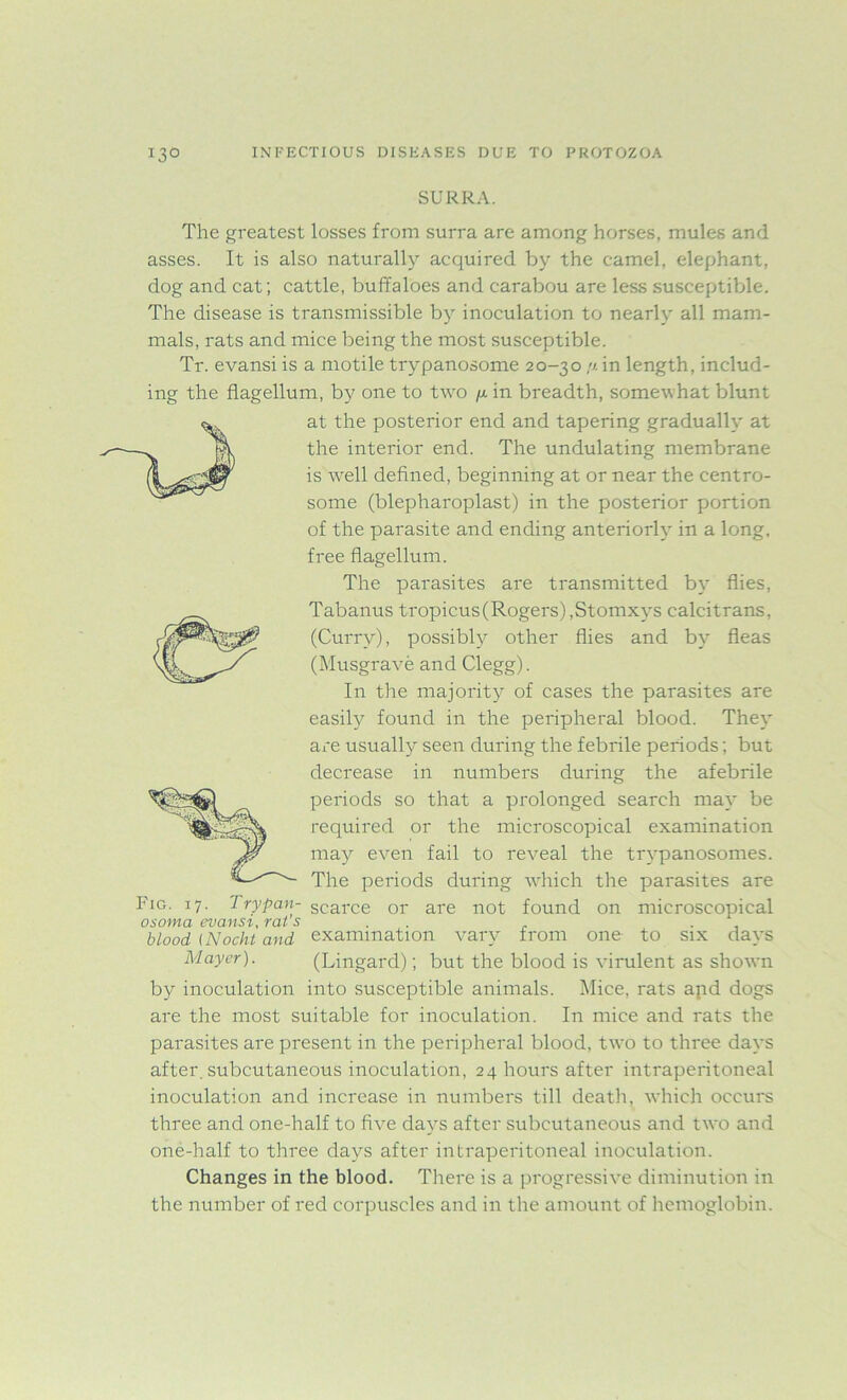 SURRA. The greatest losses from surra are among horses, mules and asses. It is also naturally acquired by the camel, elephant, dog and cat; cattle, buffaloes and carabou are less susceptible. The disease is transmissible by inoculation to nearly all mam- mals, rats and mice being the most susceptible. Tr. evansi is a motile trypanosome 20-30 n in length, includ- ing the flagellum, by one to two //. in breadth, somewhat blunt at the posterior end and tapering gradually at the interior end. The undulating membrane is well defined, beginning at or near the centro- some (blepharoplast) in the posterior portion of the parasite and ending anteriorly in a long, free flagellum. The parasites are transmitted by flies, Tabanus tropicus(Rogers),Stomxys calcitrans, (Curry), possibly other flies and by fleas (Musgrave and Clegg). In the majority of cases the parasites are easily found in the peripheral blood. They are usually seen during the febrile periods; but decrease in numbers during the afebrile periods so that a prolonged search may be required or the microscopical examination may even fail to reveal the trypanosomes. The periods during which the parasites are scarce or are not found on microscopical examination vary from one to six days (Lingard); but the blood is virulent as shown by inoculation into susceptible animals. Mice, rats apd dogs are the most suitable for inoculation. In mice and rats the parasites are present in the peripheral blood, two to three days after, subcutaneous inoculation, 24 hours after intraperitoneal inoculation and increase in numbers till death, which occurs three and one-half to five days after subcutaneous and two and one-half to three days after intraperitoneal inoculation. Changes in the blood. There is a progressive diminution in the number of red corpuscles and in the amount of hemoglobin. Fig. 17. Trypan- osoma evansi, rat’s blood (Nocht and Mayer).
