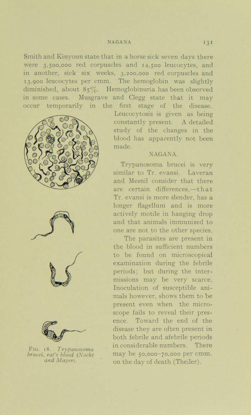 NAGANA Smith and Kinyoun state that in a horse sick seven days there were 3,500,000 red corpuscles and 14,500 leucocytes, and in another, sick six weeks, 3,200,000 red corpuscles and 13,900 leucocytes per cmm. The hemoglobin was slightly diminished, about 85%. Hemoglobinuria has been observed in some cases. Musgrave and Clegg state that it may occur temporarily in the first stage of the disease. Leucocytosis is given as being constantly present. A detailed study of the changes in the blood has apparently not been made. NAGANA. Trypanosoma brucei is very similar to Tr. evansi. Laveran and Mesnil consider that there are certain differences,—that Tr. evansi is more slender, has a longer flagellum and is more actively motile in hanging drop and that animals immunized to one are not to the other species. The parasites are present in the blood in sufficient numbers to be found on microscopical examination during the febrile periods; but during the inter- missions may be very scarce. Inoculation of susceptible ani- mals however, shows them to be present even when the micro- scope fails to reveal their pres- ence. Toward the end of the disease they are often present in both febrile and afebrile periods in considerable numbers. There may be 50,000-70,000 per cmm. on the day of death (Theiler). Fig. 18. Trypanosoma brucei, rat's blood (Nocht and Mayer).