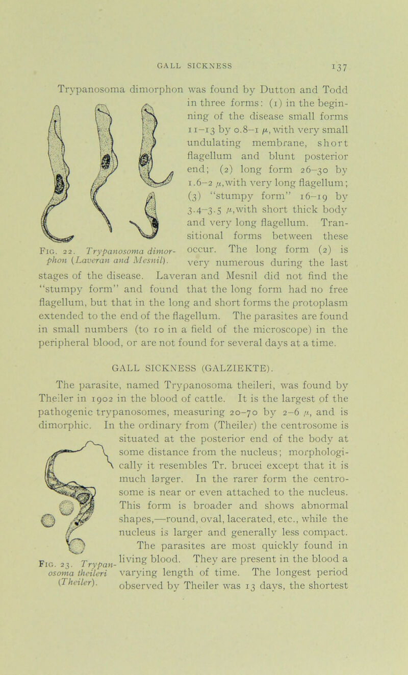 GALL SICKNESS Trypanosoma dimorphon was found by Dutton and Todd in three forms: (i) in the begin- ning of the disease small forms 11-13 by 0.8-1 /x, with very small undulating membrane, short flagellum and blunt posterior end; (2) long form 26-30 by 1.6-2 /j-.with very long flagellum; (3) “stumpy form” 16-19 by 3.4-3.5 /-t,with short thick body and very long flagellum. Tran- sitional forms between these Fig. 22. Trypanosoma dimor- occur. The long form (2) is phon (Laveran and Mesnil). very numerous during the last stages of the disease. Laveran and Mesnil did not find the “stumpy form” and found that the long form had no free flagellum, but that in the long and short forms the protoplasm extended to the end of the flagellum. The parasites are found in small numbers (to 10 in a field of the microscope) in the peripheral blood, or are not found for several days at a time. GALL SICKNESS (GALZIEKTE). The parasite, named Trypanosoma theileri, was found by Theder in 1902 in the blood of cattle. It is the largest of the pathogenic trypanosomes, measuring 20-70 by 2-6 //, and is dimorphic. In the ordinary from (Theiler) the centrosome is situated at the posterior end of the body at some distance from the nucleus; morphologi- cally it resembles Tr. brucei except that it is much larger. In the rarer form the centro- some is near or even attached to the nucleus. This form is broader and shows abnormal shapes,—round, oval, lacerated, etc., while the nucleus is larger and generally less compact. The parasites are most quickly found in living blood. They are present in the blood a varying length of time. The longest period observed by Theiler was 13 days, the shortest Fig. 23. Trypan- osoma theileri (T heiler).