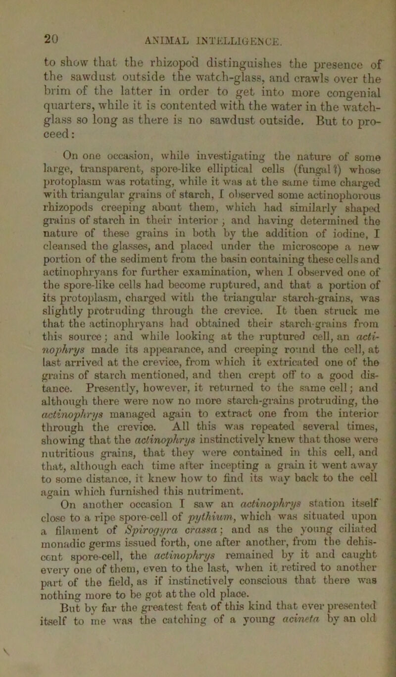 to show that the rhizopo'd distinguishes the presence of the sawdust outside the watch-glass, and crawls over the brim of the latter in order to get into more congenial quarters, while it is contented with the water in the watch- glass so long as there is no sawdust outside. But to pro- ceed: On one occasion, while investigating the nature of some large, transparent, spore-like elliptical cells (fungal 1) whose protoplasm was rotating, while it was at the same time charged with triangular grains of starch, I observed some actinophorous rhizopods creeping about them, which had similarly shaped grains of starch in their interior , and having determined the nature of these grains in both by the addition of iodine, I cleansed the glasses, and placed under the microscope a new portion of the sediment from the basin containing these cells and actinophryans for further examination, when I observed one of the spore-like cells had become ruptured, and that a portion of its protoplasm, charged with the triangular starch-grains, was slightly protruding through the crevice. It then struck me that the actinophryans had obtained their starch-grains from this source; and while looking at the ruptured cell, an acti- nophrys made its appearance, and creeping round the cell, at last arrived at the crevice, from which it extricated one of the grains of starch mentioned, and then crept off to a good dis- tance. Presently, however, it returned to the same cell; and although there were now no more starch-grains protruding, the actinophrys managed again to extract one from the interior through the crevice. All this was repeated several times, showing that the actinophrys instinctively knew that those were nutritious grains, that they were contained in this cell, and that, although each time after incepting a grain it went away to some distance, it knew how to find its way back to the cell again which furnished this nutriment. On another occasion I saw an actinophrys station itself close to a ripe spore-cell of pythium, which was situated upon a filament of Spirogyra crassa; and as the young ciliated monadic germs issued forth, one after another, from the dehis- cent spore-cell, the actinophrys remained by it and caught every one of them, even to the last, when it retired to another part of the field, as if instinctively conscious that thei'e was nothing more to be got at the old place. But by far the greatest feat of this kind that ever presented itself to me was the catching of a young acineta by an old