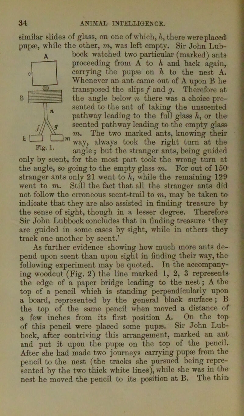 similar slides of glass, on one of which, k, there were placed pupae, while the other, m, was left empty. Sir John Lub- bock watched two particular (marked) ants proceeding from A to h and back again, carrying the pupae on h to the nest A. Whenever an ant came out of A upon B he transposed the slips / and g. Therefore at the angle below n there was a choice pre- sented to the ant of taking the unscented pathway leading to the full glass h, or the scented pathway leading to the empty glass m. The two marked ants, knowing their L '—J — m way, always took the right turn at the Flg‘1‘ angle; but the stranger ants, being guided only by scent, for the most part took the wrong turn at the angle, so going to the empty glass m. For out of 150 stranger ants only 21 went to h, while the remaining 129 went to m. Still the fact that all the stranger ants did not follow the erroneous scent-trail to m, may be taken to indicate that they are also assisted in finding treasure by the sense of sight, though in a lesser degree. Therefore Sir John Lubbock concludes that in finding treasure ‘ they are guided in some cases by sight, while in others they track one another by scent.’ As further evidence showing how much more ants de- pend upon scent than upon sight in finding their way, the following experiment may be quoted. In the accompany- ing woodcut (Fig. 2) the line marked 1, 2, 3 represents the edge of a paper bridge leading to the nest; A the top of a pencil which is standing perpendicularly upon a board, represented by the general black surface; B the top of the same pencil when moved a distance of a few inches from its first position A. On the top of this pencil were placed some pupae. Sir John Lub- bock, after contriving this arrangement, marked an ant and put it upon the pupae on the top of the pencil. After she had made two journeys carrying pupae from the pencil to the nest (the tracks she pursued being repre- sented by the two thick white lines), while she was in the nest he moved the pencil to its position at B. The thin