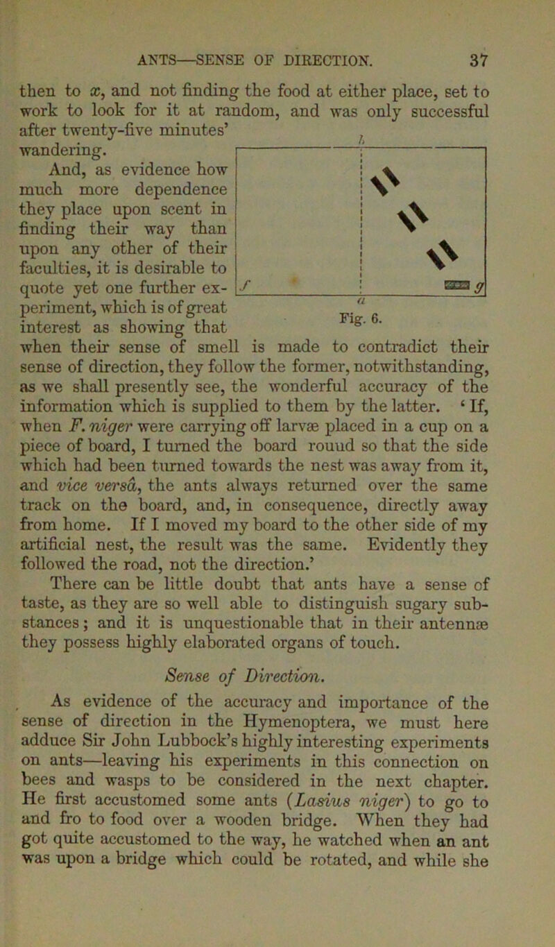 then to x, and not finding the food at either place, set to work to look for it at random, and was only successful after twenty-five minutes’ wandering. And, as evidence how much more dependence they place upon scent in finding their way than upon any other of their faculties, it is desirable to quote yet one further ex- periment, which is of great interest as showing that when their sense of smell is made to contradict their sense of direction, they follow the former, notwithstanding, as we shall presently see, the wonderful accuracy of the information which is supplied to them by the latter. ‘ If, when F. niger were carrying off larvae placed in a cup on a piece of board, I turned the board rouud so that the side which had been turned towards the nest was away from it, and vice versa, the ants always returned over the same track on the board, and, in consequence, directly away from home. If I moved my board to the other side of my artificial nest, the result was the same. Evidently they followed the road, not the direction.’ There can be little doubt that ants have a sense of taste, as they are so well able to distinguish sugary sub- stances ; and it is unquestionable that in their antennas they possess highly elaborated organs of touch. Sense of Direction. As evidence of the accuracy and importance of the sense of direction in the Hymenoptera, we must here adduce Sir John Lubbock’s highly interesting experiments on ants—leaving his experiments in this connection on bees and wasps to be considered in the next chapter. He first accustomed some ants (Lasius niger) to go to and fro to food over a wooden bridge. When they had got quite accustomed to the way, he watched when an ant was upon a bridge which could be rotated, and while she o f a Fig. 6.