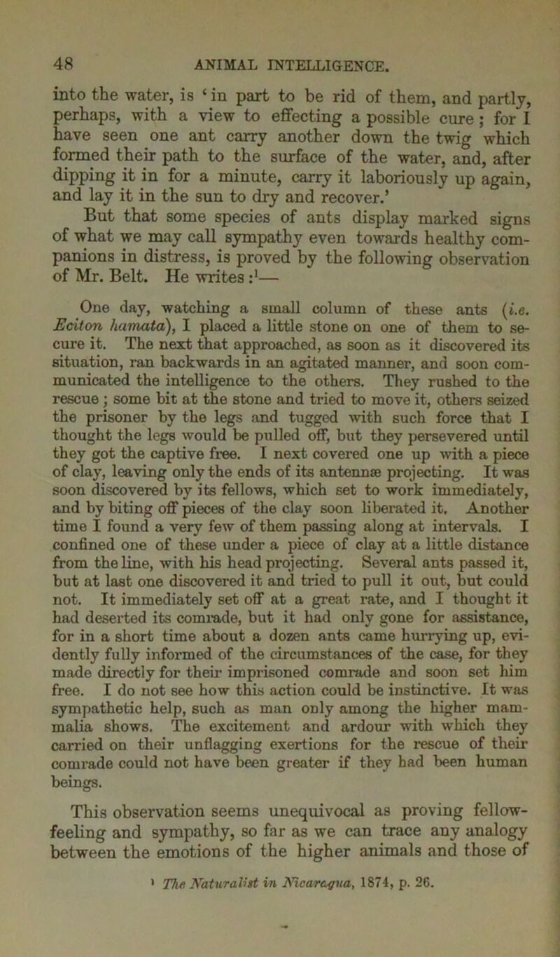 into the water, is ‘ in part to be rid of them, and partly, perhaps, with a view to effecting a possible cure ; for 1 have seen one ant carry another down the twig which formed their path to the surface of the water, and, after dipping it in for a minute, carry it laboriously up again, and lay it in the sun to dry and recover.’ But that some species of ants display marked signs of what we may call sympathy even towar ds healthy com- panions in distress, is proved by the following observation of Mr. Belt. He writes — One day, watching a small column of these ants (i.e. JEciton hamata), I placed a little stone on one of them to se- cure it. The next that approached, as soon as it discovered its situation, ran backwards in an agitated manner, and soon com- municated the intelligence to the others. They rushed to the rescue ; some bit at the stone and tried to move it, others seized the prisoner by the legs and tugged with such force that I thought the legs would be pulled off, but they persevered until they got the captive free. I next covered one up -with a piece of clay, leaving only the ends of its antennae projecting. It was soon discovered by its fellows, which set to work immediately, and by biting off pieces of the clay soon liberated it. Another time I found a very few of them passing along at intervals. I confined one of these under a piece of clay at a little distance from the line, with his head projecting. Several ants passed it, but at last one discovered it and tried to pull it out, but could not. It immediately set off at a great rate, and I thought it had deserted its comrade, but it had only gone for assistance, for in a short time about a dozen ants came hurrying up, evi- dently fully informed of the circumstances of the case, for they made directly for their imprisoned comrade and soon set him free. I do not see how this action could be instinctive. It was sympathetic help, such as man only among the higher mam- malia shows. The excitement and ardour with which they caiTied on their unflagging exertions for the rescue of their comrade could not have been greater if they had been human beings. This observation seems unequivocal as proving fellow- feeling and sympathy, so far as we can trace any analogy between the emotions of the higher animals and those of 1 The Naturalist in Nicaragua, 1874, p. 26.