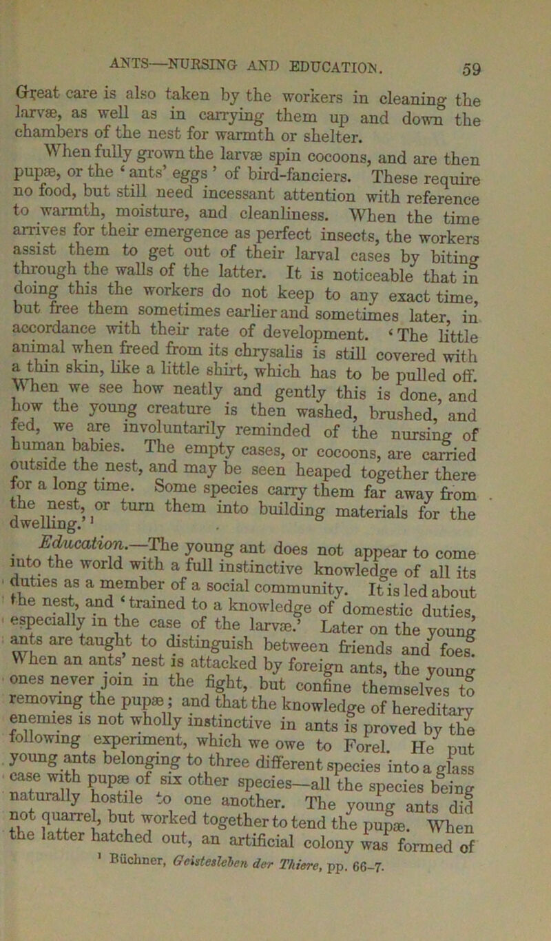 ANTS—NURSING AND EDUCATION. Great care is also taken by the workers in cleaning- the larvae, as well as in carrying them up and down the chambers of the nest for warmth or shelter. When fully grown the larvae spin cocoons, and are then pupae, 01 the ants eggs of bird-fanciers. These require no food, but still need incessant attention with reference to warmth, moisture, and cleanliness. When the time arrives for their emergence as perfect insects, the workers assist them to get out of their larval cases by biting through the walls of the latter. It is noticeable that in doing this the workers do not keep to any exact time, but free them sometimes earlier and sometimes later in accordance with their rate of development. ‘ The little animal when freed from its chrysalis is still covered with a thm skin, like a little shirt, which has to be pulled off. vv hen we see how neatly and gently this is done, and how the young creature is then washed, brushed, and fed, we are involuntarily reminded of the nursing of human babies. The empty cases, or cocoons, are carried outside the nest, and may be seen heaped together there for a long time. Some species carry them far away from dwelling ’ '°r ton them int° huildinS materials for the Education.—The young ant does not appear to come into the world with a full instinctive knowledge of all its duties as a member of a social community. It is led about the nest and ‘trained to a knowledge of domestic duties, especially m the case of the W.’ Later on the young ants are taught to distinguish between friends and^ foes When an ants’ nest is attacked by foreign ants, the youn^ ones never join m the fight, but confine themselves to removing: the pupae; and that the knowledge of hereditarv enemies is not wholly instinctive in ants is proved by the lollowing experiment, which we owe to Forel He nut young ants belonging to three different species into a glass PUP* of ASIX other species-all the species being naturally hostile u one another. The young ants did no quarrel, but worked together to tend the pupae. When the latter hatched out, an artificial colony was formed of 1 Buchner, Geisteslehen dev Thieve, pp. 66-7.
