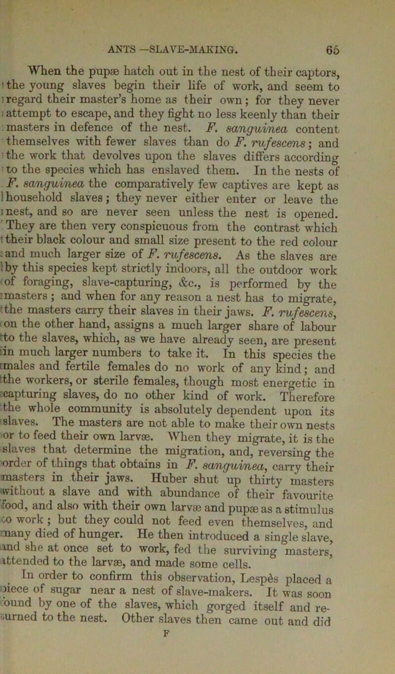 When the pupae hatch out in the nest of their captors, • the young slaves begin their life of work, and seem to i regard their master’s home as their own; for they never ; attempt to escape, and they fight no less keenly than their masters in defence of the nest. F. sanguined content themselves with fewer slaves than do F. rufescens; and the work that devolves upon the slaves differs according • to the species which has enslaved them. In the nests of F. sanguinea the comparatively few captives are kept as 1 household slaves; they never either enter or leave the mest, and so are never seen unless the nest is opened. They are then very conspicuous from the contrast which •their black colour and small size present to the red colour . and much larger size of F. rufescens. As the slaves are by this species kept strictly indoors, all the outdoor work of foraging, slave-capturing, &c., is performed by the i masters ; and when for any reason a nest has to migrate, the masters carry their slaves in their jaws. F. rufescens, I on the other hand, assigns a much larger share of labour ‘to the slaves, which, as we have already seen, are present :in much larger numbers to take it. In this species the imales and fertile females do no work of any kind; and 'the workers, or sterile females, though most energetic in capturing slaves, do no other kind of work. Therefore the whole community is absolutely dependent upon its slaves. The masters are not able to make their own nests or to feed their own larvae. When they migrate, it is the slaves that determine the migration, and, reversing the order of things that obtains in F. sanguinea, carry their masters in their jaws. Huber shut up thirty masters without a slave and with abundance of their favourite food, and also with their own larvae and pupae as a stimulus :o work ; but they could not feed even themselves, and many died of hunger. He then introduced a single slave, and she at once set to work, fed the surviving masters, attended to the larvae, and made some cells. In order to confirm this observation, Lespds placed a oiece of sugar near a nest of slave-makers. It was soon ound by one of the slaves, which gorged itself and re- turned to the nest. Other slaves then came out and did