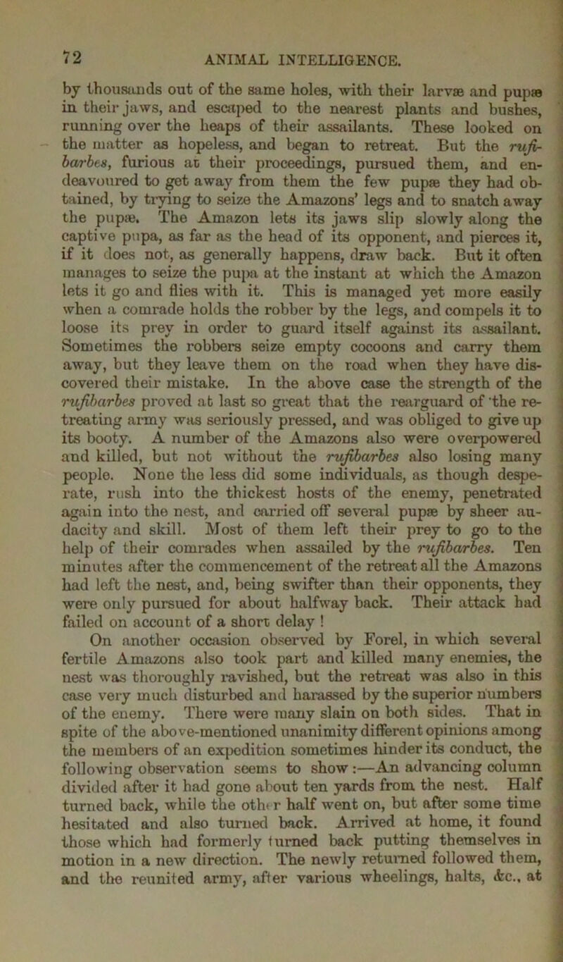 by thousands out of the same holes, with their larvae and pupae in their jaws, and escaped to the nearest plants and bushes, running over the heaps of their assailants. These looked on the matter as hopeless, and began to retreat. But the rufi- barbes, furious ac their proceedings, pursued them, and en- deavoured to get away from them the few pupae they had ob- tained, by trying to seize the Amazons’ legs and to snatch away the pupaj. The Amazon lets its jaws slip slowly along the captive pupa, as far as the head of its opponent, and pierces it, if it does not, as generally happens, draw back. But it often manages to seize the pupa at the instant at which the Amazon lets it go and flies with it. This is managed yet more easily when a comrade holds the robber by the legs, and compels it to loose its prey in order to guard itself against its assailant. Sometimes the robbers seize empty cocoons and carry them away, but they leave them on the road when they have dis- covered their mistake. In the above case the strength of the rufibarbes proved at last so great that the rearguard of 'the re- treating army was seriously pressed, and was obliged to give up its booty. A number of the Amazons also were overpowered and killed, but not without the rufibarbes also losing many people. None the less did some individuals, as though despe- rate, rush into the thickest hosts of the enemy, penetrated again into the nest, and carried off several pupae by sheer au- dacity and skill. Most of them left their prey to go to the help of their comrades when assailed by the rufibarbes. Ten minutes after the commencement of the retreat all the Amazons had left the nest, and, being swifter than their opponents, they were only pursued for about halfway back. Their attack had failed on account of a short delay ! On another occasion observed by For el, in which several fertile Amazons also took part and killed many enemies, the nest was thoroughly ravished, but the retreat was also in this case very much disturbed and harassed by the superior numbers of the enemy. There were many slain on both sides. That in spite of the above-mentioned unanimity different opinions among the members of an expedition sometimes hinder its conduct, the following observation seems to show :—An advancing column divided after it had gone about ten yards from the nest. Half turned back, while the oth» r half went on, but after some time hesitated and also turned back. Arrived at home, it found those which had formerly turned back putting themselves in motion in a new direction. The newly returned followed them, and the reunited army, after various wheelings, halts, etc., at