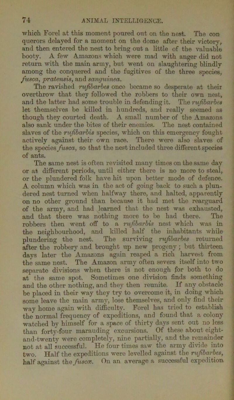 which Forel at this moment poured out on the nest. The con querors delayed for a moment on the dome after their victory, and then entered the nest to bring out a little of the valuable booty. A few Amazons which were mad with anger did not return with the main army, but went on slaughtering blindly among the conquered and the fugitives of the three species, fusca, pratensis, and scinyuinea. The ravished rufibarbes once became so desperate at their overthrow that they followed the robbers to their own nest, and the latter had some trouble in defending it. The rufibarbes let themselves be killed in hundreds, and really seemed as though they courted death. A small number of the Amazons also sank under the bites of their enemies. The nest contained slaves of the rnfibarbia species, which on this emergency fought actively against their own race. There were also slaves of the species fusca, so that the nest included three different species of ants. The same nest is often revisited many times on the same day or at different periods, until either there is no more to steal, or the plundered folk have hit upon better mode of defence. A column which was in the act of going back to such a plun- dered nest turned when halfway there, and halted, apparently on no other ground than because it had met the rearguard of the army, and had learned that the nest was exhausted, and that there was nothing more to be had there. The robbers then went off to a rufibarbis nest which was in the neighbourhood, and killed half the inhabitants while plundering the nest. The surviving rufibarbes returned after the robbery and brought up new progeny; but thirteen days later the Amazons again reaped a rich harvest from the same nest. The Amazon army often severs itself into two separate divisions when there is not enough for both to do at the same spot. Sometimes one division finds something and the other nothing, and they then reunite. If any obstacle be placed in their way they try to overcome it, in doing which some leave the main army, lose themselves, and only find their way home again with difficulty. Forel has tried to establish the normal frequency of expeditions, and found that a colony watched by himself for a space of thirty days sent out no less than forty-four marauding excursions. Of these about eight- and-twenty were completely, nine partially, and the remainder not at all successful. He four times saw the army divide into two. Half the expeditions were levelled against the mfibarbes, half against thefiuscce. On an average a successful expedition