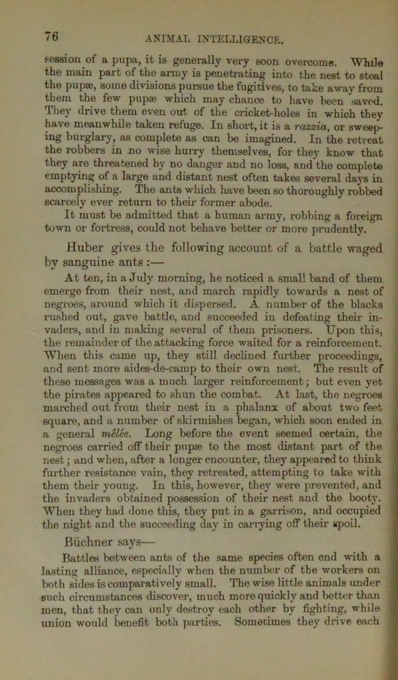 session of a pupa, it is generally very soon overcome. While the main part of the army is penetrating into the nest to steal the pupae, some divisions pursue the fugitives, to take away from them the few pupae which may chance to have been saved. They drive them even out of the cricket-holes in which they have meanwhile taken refuge. In short, it is a razzia, or sweep- ing burglary, as complete as can be imagined. In the retreat the robbers in no wise hurry themselves, for they know that they are threatened by no danger and no loss, and the complete emptying of a large and distant nest often takes several days in accomplishing. The ants which have been so thoroughly robbed scarcely ever return to their former abode. It must be admitted that a human army, robbing a foreign town or fortress, could not behave better or more prudently. Huber gives the following account of a battle waged by sanguine ants :— At ten, in a July morning, he noticed a small band of them emerge from their nest, and march rapidly towards a nest of negroes, around which it dispersed. A number of the blacks rushed out, gave battle, and succeeded in defeating their in- vaders, and in making several of them prisoners. Upon this, the remainder of the attacking force waited for a reinforcement. When this came up, they still declined further proceedings, and sent more aides-de-camp to their own nest. The result of these messages was a much larger reinforcement; but even yet the pirates appeared to shun the combat. At last, the negroes marched out from their nest in a phalanx of about two feet square, and a number of skirmishes began, which soon ended in a general melee. Long before the event seemed certain, the negroes carried off their pupie to the most distant part of the nest; and when, after a longer encounter, they appeared to think further resistance vain, they retreated, attempting to take with them their young. In this, however, they were prevented, and the invaders obtained possession of their nest and the booty. When they had done this, they put in a garrison, and occupied the night and the succeeding day in carrying off their spoil. Biichner says— Battles between ants of the same species often end with a lasting alliance, especially when the number of the workers on both sides is comparatively small. The wise little animals under such circumstances discover, much more quickly and better than men, that they can only destroy each other by fighting, while union would benefit both parties. Sometimes they drive each