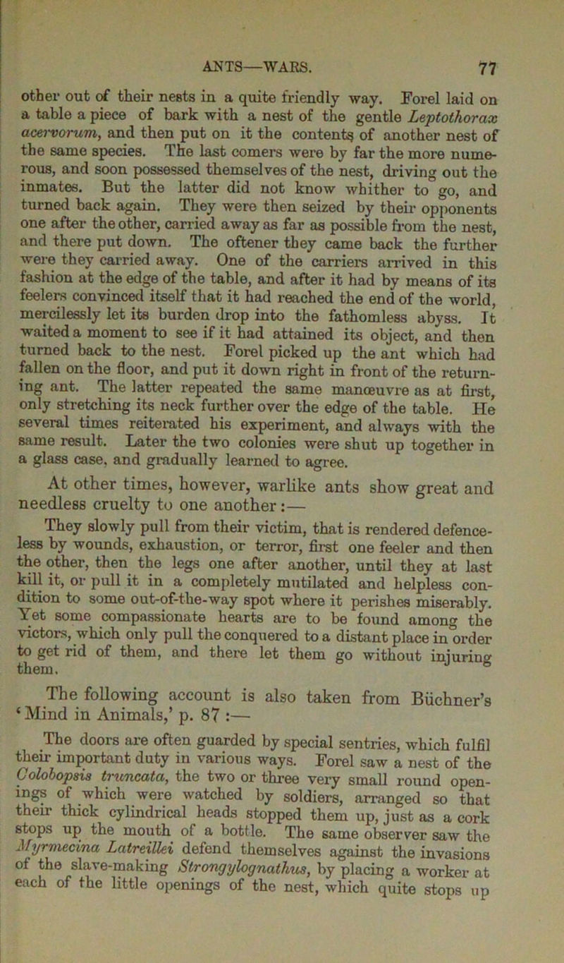other out of their neBts in a quite friendly way. Forel laid on a table a piece of bark with a nest of the gentle Leptothorax acervorum, and then put on it the content^ of another nest of the same species. The last comers were by far the more nume- rous, and soon possessed themselves of the nest, driving out the inmates. But the latter did not know whither to go, and turned back again. They were then seized by their opponents one after the other, carried away as far as possible from the nest, and there put down. The oftener they came back the further were they carried away. One of the carriers arrived in this fashion at the edge of the table, and after it had by means of its feelers convinced itself that it had reached the end of the world, mercilessly let its burden drop into the fathomless abyss. It waited a moment to see if it had attained its object, and then turned back to the nest. Forel picked up the ant which had fallen on the floor, and put it down right in front of the return- ing ant. The latter repeated the same manoeuvre as at first, only stretching its neck further over the edge of the table. He several times reiterated his experiment, and always with the same result. Later the two colonies were shut up together in a glass case, and gradually learned to agree. At other times, however, warlike ants show great and needless cruelty to one another:— They slowly pull from their victim, that is rendered defence- less by wounds, exhaustion, or terror, first one feeler and then the other, then the legs one after another, until they at last kill it, or pull it in a completely mutilated and helpless con- dition to some out-of-the-way spot where it perishes miserably. Yet some compassionate hearts are to be found amon^ the victors, which only pull the conquered to a distant place in order to get rid of them, and there let them go without iniurinjr them. J 6 The following account is also taken from Buchner’s * Mind in Animals,’ p. 87 :— The doors are often guarded by special sentries, which fulfil then- important duty in various ways. Forel saw a nest of the Colobopsis truncata, the two or three very small round open- ings of which were watched by soldiers, arranged so that then- thick cylindrical heads stopped them up, just as a cork stops up the mouth of a bottle. The same observer saw the Myrmecina Latreillei defend themselves against the invasions of the slave-making Slrongylognathus, by placing a worker at each of the little openings of the nest, which quite stops up