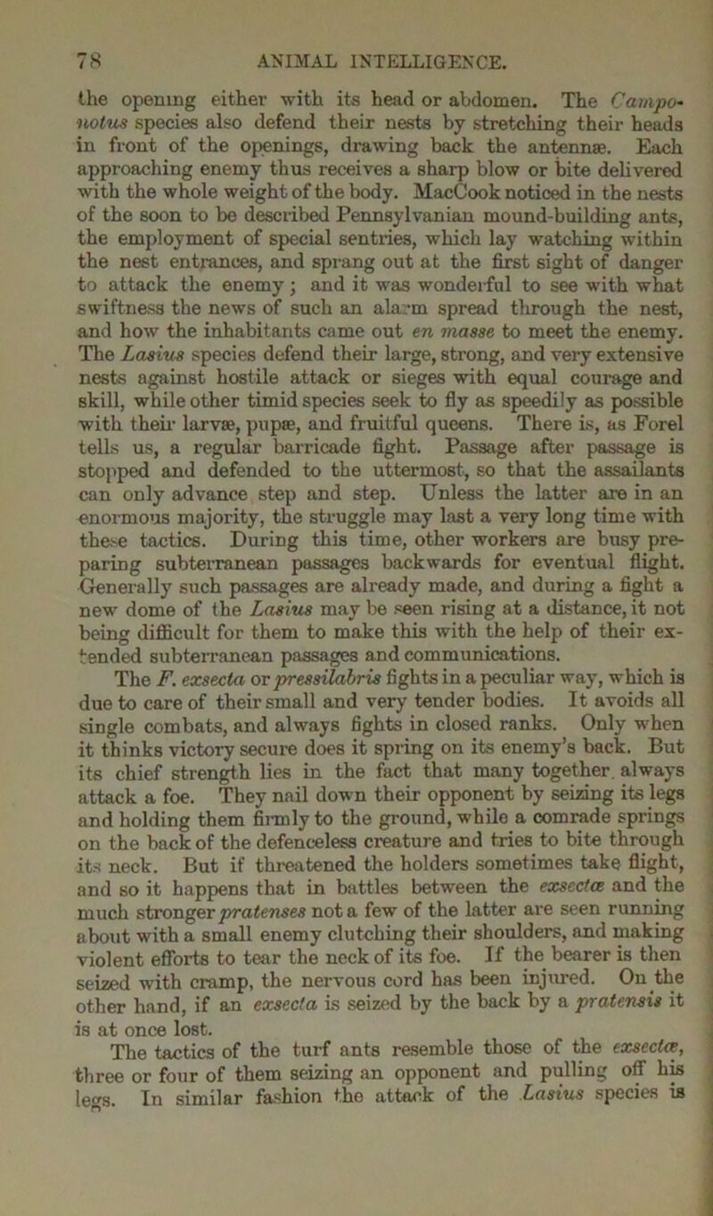 the opening either with its head or abdomen. The Campo- notvs species also defend their nests by stretching their heads in front of the openings, drawing back the antennae. Each approaching enemy thus receives a sharp blow or bite delivered with the whole weight of the body. MacCook noticed in the nests of the soon to be described Pennsylvanian mound-building ants, the employment of special sentries, which lay watching within the nest entrances, and sprang out at the first sight of danger to attack the enemy; and it was wonderful to see with what swiftness the news of such an alarm spread through the nest, and how the inhabitants came out en masse to meet the enemy. The Lasius species defend their large, strong, and very extensive nests against hostile attack or sieges with equal courage and skill, while other timid species seek to fly as speedily as possible with their larvae, pupae, and fruitful queens. There is, as Forel tells us, a regular barricade fight. Passage after passage is stopped and defended to the uttermost, so that the assailants can only advance step and step. Unless the latter are in an enormous majority, the struggle may last a very long time with these tactics. During this time, other workers are busy pre- paring subterranean passages backwards for eventual flight. Generally such passages are already made, and during a fight a new dome of the Lasius may be seen rising at a distance, it not being difficult for them to make this with the help of their ex- tended subterranean passages and communications. The F. exsecta or pressilabris fights in a peculiar way, which is due to care of their small and very tender bodies. It avoids all single combats, and always fights in closed ranks. Only when it thinks victory secure does it spring on its enemy’s back. But its chief strength lies in the fact that many together, always attack a foe. They nail down their opponent by seizing its legs and holding them firmly to the ground, while a comrade springs on the back of the defenceless creature and tries to bite through its neck. But if threatened the holders sometimes take flight, and so it happens that in battles between the exsecta and the much stronger pratenses not a few of the latter are seen running about with a small enemy clutching their shoulders, and making violent efforts to tear the neck of its foe. If the bearer is then seized with cramp, the nervous cord has been injured. On the other hand, if an exsecta is seized by the back by a pratensis it is at once lost. The tactics of the turf ants resemble those of the exsecta, three or four of them seizing an opponent and pulling off his leas. In similar fashion the attack of the Lasius species is
