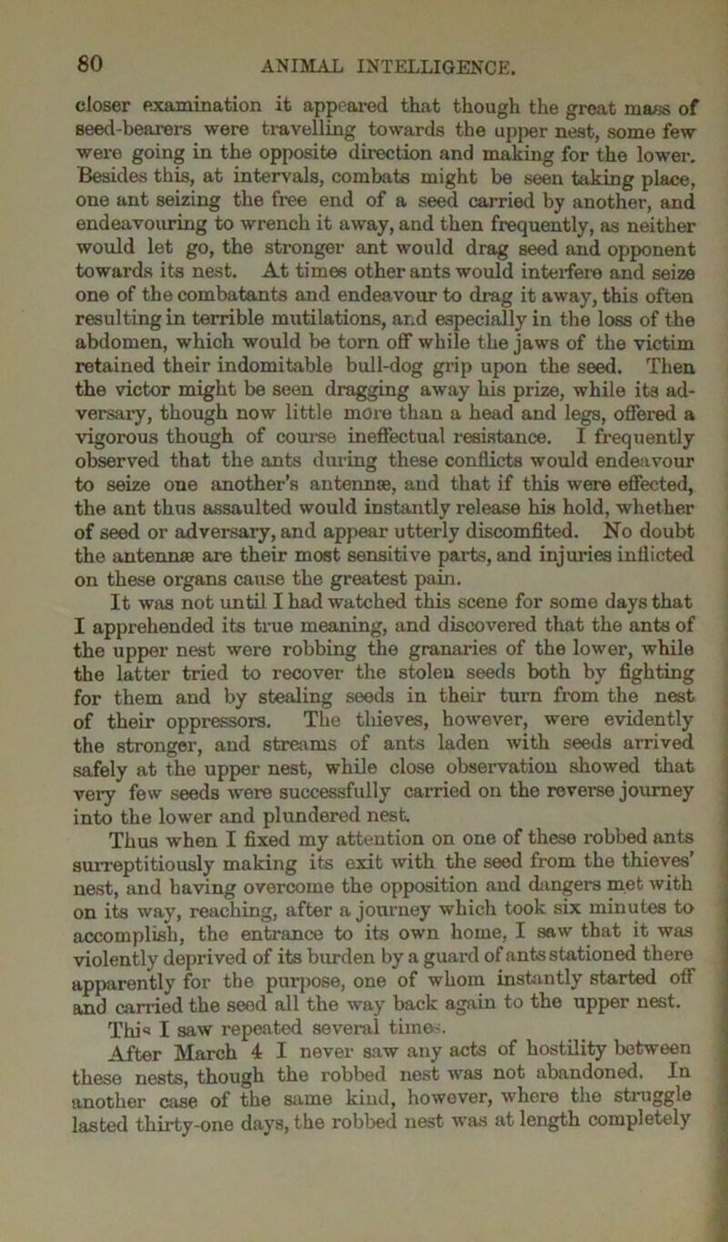closer examination it appeared that though the great mass of seed-bearers were travelling towards the upj>er nest, some few were going in the opposite direction and making for the lower. Besides this, at intervals, combats might be seen taking place, one ant seizing the free end of a seed carried by another, and endeavouring to wrench it away, and then frequently, as neither would let go, the stronger ant would drag seed and opponent towards its nest. At times other ants would interfere and seize one of the combatants and endeavour to drag it away, this often resulting in terrible mutilations, ar.d especially in the loss of the abdomen, which would be torn off while the jaws of the victim retained their indomitable bull-dog grip upon the seed. Then the victor might be seen dragging away his prize, while its ad- versary, though now little more than a head and legs, offered a vigorous though of course ineffectual resistance. I frequently observed that the ants during these conflicts would endeavour to seize one another’s antennae, and that if this were effected, the ant thus assaulted would instantly release his hold, whether of seed or adversary, and appear utterly discomfited. No doubt the antenna; are their most sensitive parts, and injuries inflicted on these organs cause the greatest pain. It was not until I had watched this scene for some days that I apprehended its true meaning, and discovered that the ants of the upper nest were robbing the granaries of the lower, while the latter tried to recover the stolen seeds both by fighting for them and by stealing seeds in their turn from the nest of their oppressors. The tliieves, however, were evidently the stronger, and streams of ants laden with seeds arrived safely at the upper nest, while close observation showed that very few seeds were successfully carried on the reverse journey into the lower and plundered nest. Thus when I fixed my attention on one of theso robbed ants surreptitiously making its exit with the seed from the thieves’ nest, and having overcome the opposition and dangers met with on its way, reaching, after a journey which took six minutes to accomplish, the entrance to its own home, I saw that it was violently deprived of its burden by a guard of ants stationed there apparently for the purpose, one of whom instantly started off and carried the seed all the way back again to the upper nest. This I saw repeated several times. After March 4 I never saw any acts of hostility between these nests, though the robbed nest was not abandoned. In another case of the same kind, however, where the struggle lasted thirty-one days, the robbed nest was at length completely