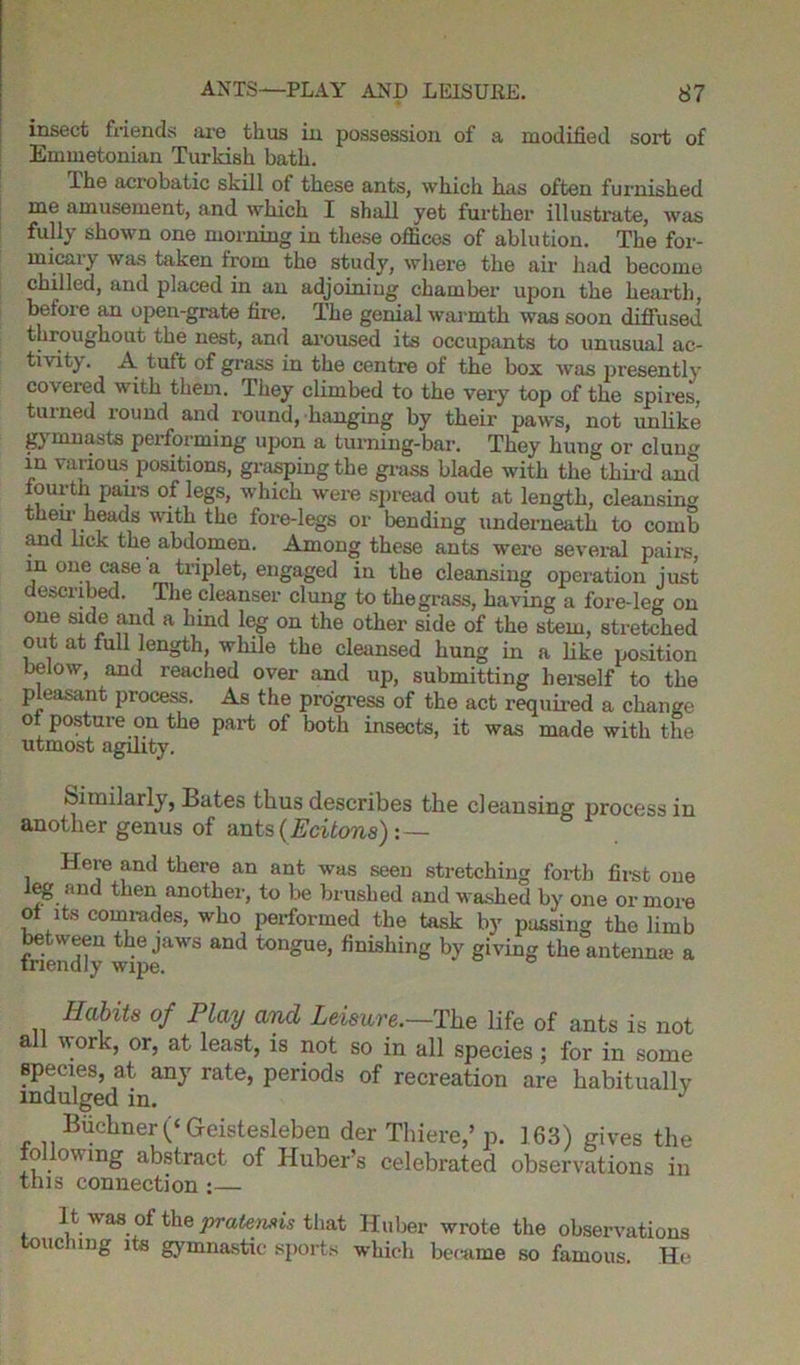 insect friends are thus in possession of a modified sort of Emmetonian Turkish bath. The acrobatic skill of these ants, which has often furnished me amusement, and which I shall yet further illustrate, was fully shown one morning in these offices of ablution. The for- micaiy was taken from the study, where the air had become chilled, and placed in an adjoining chamber upon the hearth, before an open-grate fire. The genial warmth was soon diffused throughout the nest, and aroused its occupants to unusual ac- tivit). A tutt of grass in the centre of the box was presently covered with them. They climbed to the very top of the spires, turned round and round, hanging by their paws, not unlike gymnasts performing upon a turning-bar. They hung or clung in various positions, grasping the grass blade with the third and fourth pairs of legs, which were spread out at length, cleansing their heads with the fore-legs or bending underneath to comb and lick the abdomen. Among these ants were several pairs, in one case a triplet, engaged in the cleansing operation just escribed. The cleanser clung to the grass, having a fore-leg on one side and a hind leg on the other side of the stem, stretched out at full length, while the cleansed hung in a like position below, and reached over and up, submitting herself to the pleasant process. As the progress of the act required a change of posture on the part of both insects, it was made with the utmost agility. Similarly, Bates thus describes the cleansing process in another genus of ants (Ecitons'):— Here and there an ant was seen stretching forth first one leg and then another, to be brushed and washed by one or more of its comrades, who performed the task by passing the limb between the jaws and tongue, finishing by giving the antenme a friendly wipe. Habits of Play and Leisure.—The life of ants is not a work, or, at least, is not so in all species; for in some species, at any rate, periods of recreation are habitually indulged in. Biichner (‘ Greistesleben der Thiere,’ p. 163) gives the following abstract of Huber’s celebrated observations in this connection :— It was of the pratensis that Huber wrote the observations uc ung its gymnastic sports which became so famous. He