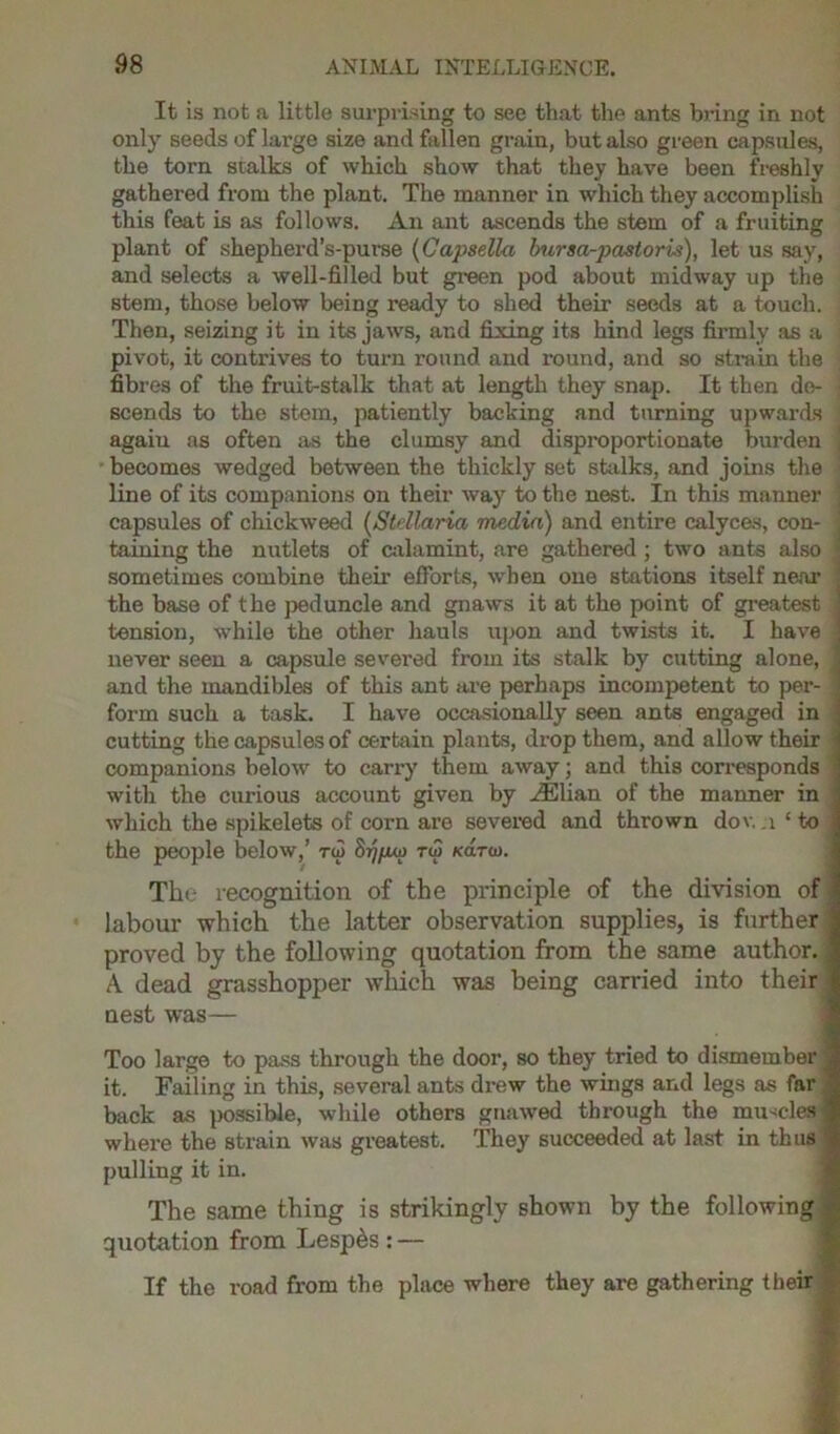 It is not a little surprising to see that the ants bring in not only seeds of large size and fallen grain, but also green capsules, the torn stalks of which show that they have been freshly gathered from the plant. The manner in which they accomplish this feat is as follows. An ant ascends the stem of a fruiting plant of shepherd’s-purse (Capsella bursa-pastoris), let us say, and selects a well-filled but green pod about midway up the stem, those below being ready to shed their seeds at a touch. Then, seizing it in its jaws, and fixing its hind legs firmly as a pivot, it contrives to turn round and round, and so strain the fibres of the fruit-stalk that at length they snap. It then do- \ scends to the stem, patiently backing and turning upwards again as often as the clumsy and disproportionate burden becomes wedged between the thickly set stalks, and joins the line of its companions on their way to the nest. In this manner j capsules of chickweed (Stdlaria media) and entire calyces, con- taining the nutlets of calamint, are gathered ; two ants also ; sometimes combine their efforts, when one stations itself near the base of the peduncle and gnaws it at the point of greatest tension, while the other hauls \ipon and twists it. I have never seen a capsule severed from its stalk by cutting alone, and the mandibles of this ant are perhaps incompetent to per- ; form such a task. I have occasionally seen ants engaged in cutting the capsules of certain plants, drop them, and allow their companions below to carry them away; and this corresponds with the curious account given by ^Elian of the manner in ; which the spikelets of corn are severed and thrown dov. ;i‘to the people below,’ to> 8^/xw tw k<ltw. The recognition of the principle of the division of 1 labour which the latter observation supplies, is further I proved by the following quotation from the same author. 1 A. dead grasshopper which was being carried into their 1 nest was— Too large to pass through the door, so they tried to dismember 1 it. Failing in this, several ants drew the wings and legs as far 1 back as possible, while others gnawed through the muscles* where the strain was greatest. They succeeded at last in thus 9 pulling it in. The same thing is strikingly shown by the following i quotation from Lespes : — If the road from the place where they are gathering their i