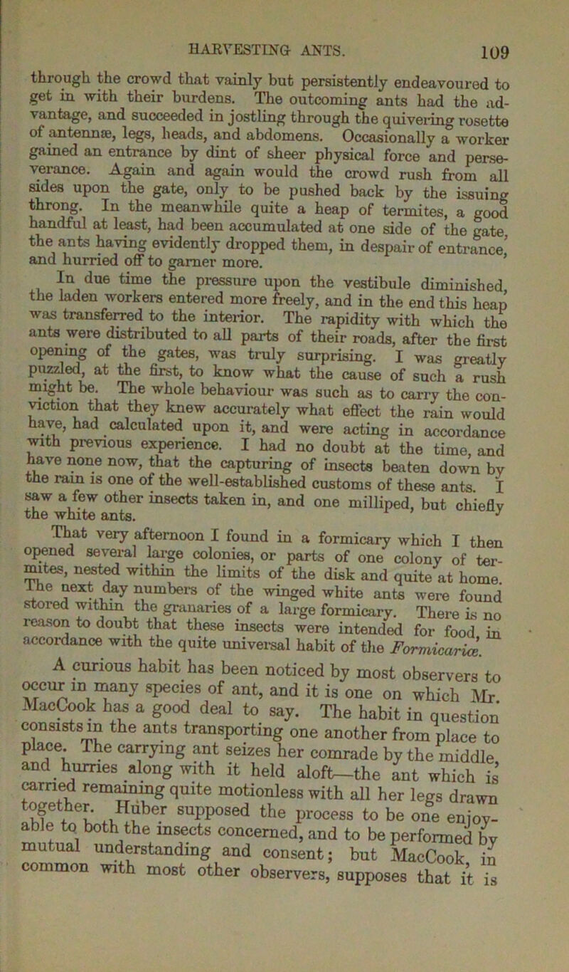 through the crowd that vainly but persistently endeavoured to get in with their burdens. The outcoming ants had the ad- vantage, and succeeded in jostling through the quivering rosette of antennae, legs, heads, and abdomens. Occasionally a worker gained an entrance by dint of sheer physical force and perse- verance. Again and again would the crowd rush from all sides upon the gate, only to be pushed back by the issuing throng. In the meanwhile quite a heap of termites, a good handful at least, had been accumulated at one side of the gate the ants having evidently dropped them, in despair of entrance’ and hurried off to gamer more. In due time the pressure upon the vestibule diminished the laden workers entered more freely, and in the end this heap was transferred to the interior. The rapidity with which the ants were distributed to all parts of their roads, after the first opening of the gates, was truly surprising. I was greatly puzzled, at the first, to know what the cause of such a rush might be. The whole behaviour was such as to carry the con- viction that they knew accurately what effect the rain would have, had calculated upon it, and were acting in accordance with previous experience. I had no doubt at the time, and have none now, that the capturing of insects beaten down by the ram is one of the well-established customs of these ants I saw a few other insects taken in, and one milliped, but chiefly the white ants. J That very afternoon I found in a formicary which I then opened several large colonies, or parts of one colony of ter- mites, nested within the limits of the disk and quite at home JLhe next day numbers of the winged white ante were found stoied within the granaries of a large formicary. There is no reason to doubt that these insects were intended for food in accordance with the quite universal habit of the Forviicarice. A curious habit has been noticed by most observers to occur m many .species of ant, and it is one on which .Air MacCook has a good deal to say. The habit in question consists m the ants transporting one another from place to place The carrying ant seizes her comrade by the middle and hurries along with it held alofh-the ant which is carried remaining quite motionless with all her legs drawn w +hel' ,vHuber suPP°sed the process to be one enjoy- able to both the insects concerned, and to be performed by mutual understanding and consent; but AlacCook h common with most other observers, supposes that it i m