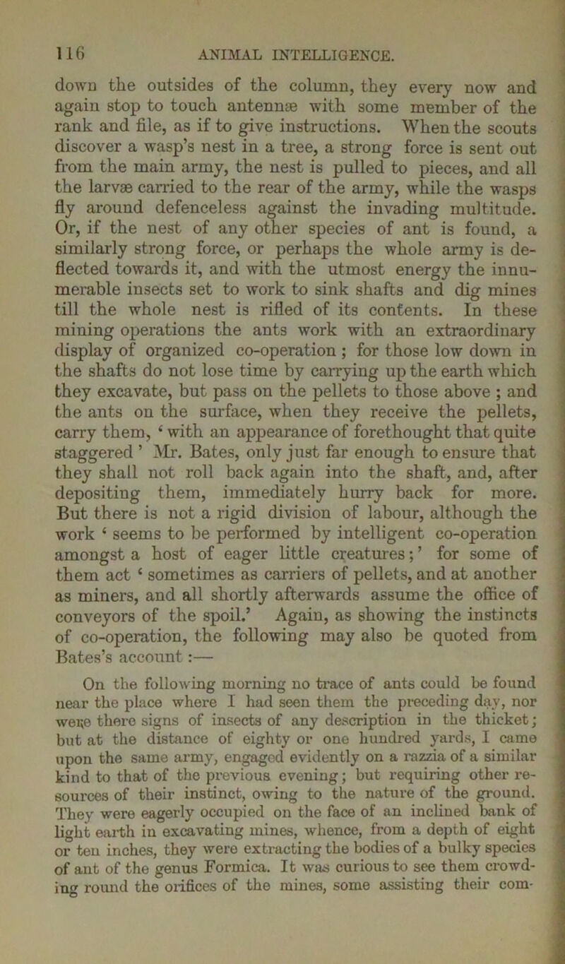 down the outsides of the column, they every now and again stop to touch antennas with some member of the rank and file, as if to give instructions. When the scouts discover a wasp’s nest in a tree, a strong force is sent out from the main army, the nest is pulled to pieces, and all the larvae earned to the rear of the army, while the wasps fly around defenceless against the invading multitude. Or, if the nest of any other species of ant is found, a similarly strong force, or perhaps the whole army is de- flected towards it, and with the utmost energy the innu- merable insects set to work to sink shafts and dig mines till the whole nest is rifled of its contents. In these mining operations the ants work with an extraordinary display of organized co-operation ; for those low down in the shafts do not lose time by carrying up the earth which they excavate, but pass on the pellets to those above ; and the ants on the surface, when they receive the pellets, carry them, ‘ with an appearance of forethought that quite staggered ’ Mr. Bates, only just far enough to ensure that they shall not roll back again into the shaft, and, after depositing them, immediately hurry back for more. But there is not a rigid division of labour, although the work ‘ seems to be performed by intelligent co-operation amongst a host of eager little creatures; ’ for some of them act ‘ sometimes as carriers of pellets, and at another as miners, and all shortly afterwards assume the office of conveyors of the spoil.’ Again, as showing the instincts of co-operation, the following may also be quoted from Bates’s account :— On the following morning no trace of ants could be found near the place where I had seen them the preceding day, nor wei;e there signs of insects of any description in the thicket; but at the distance of eighty or one hundred yards, I came upon the same army, engaged evidently on a razzia of a similar kind to that of the previous evening; but requiring other re- sources of their instinct, owing to the nature of the ground. They were eagerly occupied on the face of an inclined bank of light earth in excavating mines, whence, from a depth of eight or ten inches, they were extracting the bodies of a bulky species of ant of the genus Formica. It was curious to see them crowd- ing round the oiifices of the mines, some assisting their com-