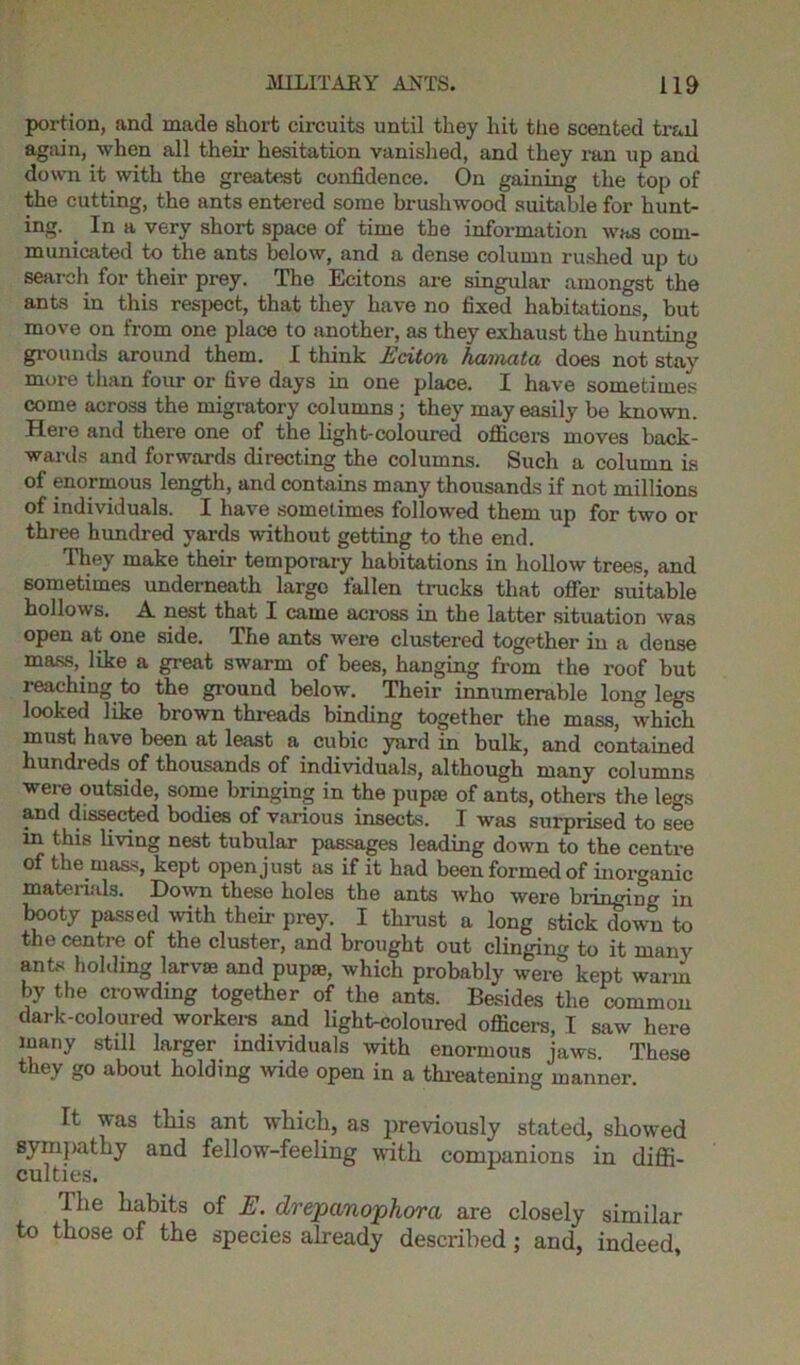 portion, and made short circuits until they hit the scented trail again, when all their hesitation vanished, and they ran up and down it with the greatest confidence. On gaining the top of the cutting, the ants entered some brushwood suitable for hunt- ing. In a very short space of time the information was com- municated to the ants below, and a dense column rushed up to search for their prey. The Ecitons are singular amongst the ants in this respect, that they have no fixed habitations, but move on from one place to another, as they exhaust the hunting grounds around them. I think Eciton hamata does not stay more than four or five days in one place. I have sometimes come across the migratory columns; they may easily be known. Here and there one of the light-coloured officers moves back- wards and forwards directing the columns. Such a column is of enormous length, and contains many thousands if not millions of individuals. I have sometimes followed them up for two or three hundred yards without getting to the end. They make their temporary habitations in hollow trees, and sometimes underneath largo fallen trucks that offer suitable hollows. A nest that I came across in the latter situation was open at one side. The ants were clustered together in a dense mass, like a great swarm of bees, hanging from the roof but reaching to the ground below. Their innumerable long legs looked like brown threads binding together the mass, which must have been at least a cubic yard in bulk, and contained hundreds of thousands of individuals, although many columns were outside, some bringing in the pupae of ants, others the legs and dissected bodies of various insects. I was surprised to see in this living nest tubular passages leading down to the centre of the mass, kept open just as if it had been formed of inorganic materials. Down these holes the ants who were bringing’ in booty passed with their prey. I thrust a long stick down to the centre of the cluster, and brought out clinging to it many ants holding larvae and pup®, which probably were kept warm by the crowding together of the ants. Besides the common dark-coloured workers and light-coloured officers, I saw here many still larger individuals with enormous jaws. These they go about holding wide open in a threatening manner. It was this ant which, as previously stated, showed sympathy and fellow-feeling with companions in diffi- culties. Ihe habits of E. drepctnophorci are closely similar to those of the species already described; and, indeed.
