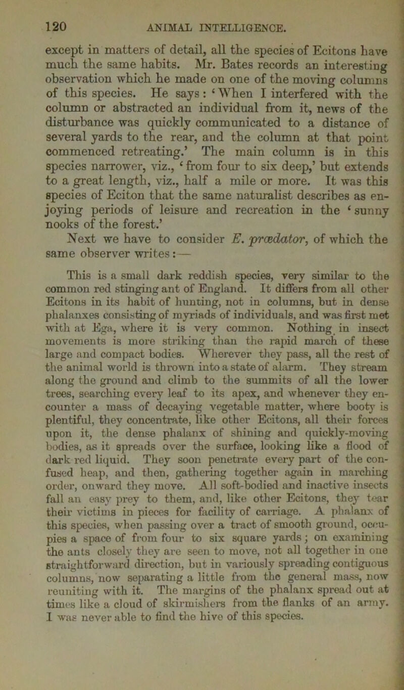 except in matters of detail, all the species of Ecitons have much the same habits. Mr. Bates records an interesting observation which he made on one of the moving columns of this species. He says : ‘ When I interfered with the column or abstracted an individual from it, news of the disturbance was quickly communicated to a distance of several yards to the rear, and the column at that point commenced retreating.’ The main column is in this species narrower, viz., ‘ from four to six deep,’ but extends to a great length, viz., half a mile or more. It was this species of Eciton that the same naturalist describes as en- joying periods of leisure and recreation in the ‘ sunny nooks of the forest.’ Next we have to consider E. prcedator, of which the same observer writes:— This is a small dark reddish species, very similar to the common red stinging ant of England. It differs from all other Ecitons in its habit of hunting, not in columns, but in deose phalanxes consisting of myriads of individuals, and was first met with at Ega, where it is very common. Nothing in insect movements is more striking than the rapid march of these large and compact bodies. Wherever they pass, all the rest of the animal world is thrown into a state of alarm. They stream along the ground and climb to the summits of all the lower trees, searching every leaf to its apex, and whenever they en- counter a mass of decaying vegetable matter, where booty is plentiful, they concentrate, like other Ecitons, all their forces upon it, the dense phalanx of shining and quickly-moving bodies, as it spreads over the surface, looking like a flood of dark red liquid. They soon penetrate every part of the con- fused heap, and then, gathering together again in marching order, onward they move. All soft-bodied and inactive insects fall an easy prey to them, and, like other Ecitons, they tear their victims in pieces for facility of carriage. A phalanx of this species, when passing over a tract of smooth ground, occu- pies a space of from four to six square yards; on examining the ants closely they are seen to move, not all together in one straightforward direction, but in variously spreading contiguous columns, now separating a little from the general mass, now reuniting with it. The margins of the phalanx spread out at times like a cloud of skirmishers from the flanks of an army. I was never able to find the hive of this species.