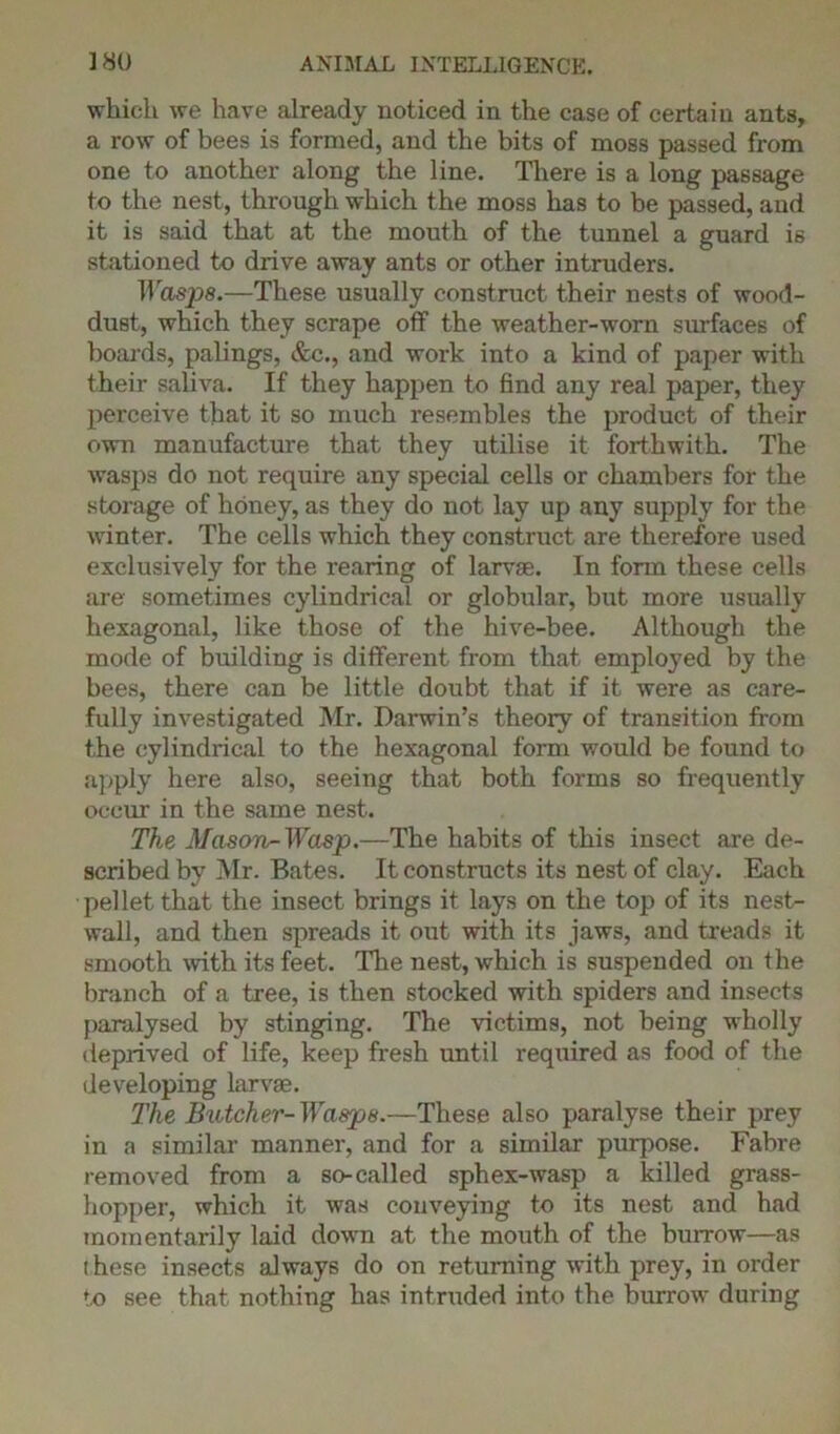 which we have already noticed in the case of certain ants, a row of bees is formed, and the bits of moss passed from one to another along the line. There is a long passage to the nest, through which the moss has to be passed, and it is said that at the mouth of the tunnel a guard is stationed to drive away ants or other intruders. Wasps.—These usually construct their nests of wood- dust, which they scrape off the weather-worn surfaces of boards, palings, &c., and work into a kind of paper with their saliva. If they happen to find any real paper, they perceive that it so much resembles the product of their own manufacture that they utilise it forthwith. The wasps do not require any special cells or chambers for the storage of honey, as they do not lay up any supply for the Avinter. The cells which they construct are therefore used exclusively for the rearing of larvae. In form these cells are sometimes cylindrical or globular, but more usually hexagonal, like those of the hive-bee. Although the mode of building is different from that employed by the bees, there can be little doubt that if it Avere as care- fully investigated Mr. Darwin’s theory of transition from the cylindrical to the hexagonal form would be found to apply here also, seeing that both forms so frequently occur in the same nest. The Mason-Wasp —The habits of this insect are de- scribed by Mr. Bates. It constructs its nest of clay. Each pellet that the insect brings it lays on the top of its nest- Avall, and then spreads it out with its jaws, and treads it smooth Avith its feet. The nest, which is suspended on the branch of a tree, is then stocked with spiders and insects paralysed by stinging. The victims, not being wholly deprived of life, keep fresh until required as food of the developing larvae. The Butcher- TTasps.—These also paralyse their prey in a similar manner, and for a similar purpose. Fabre removed from a so-called sphex-wasp a killed grass- hopper, which it was conveying to its nest and had momentarily laid doAvn at the mouth of the burrow—as i hese insects always do on returning Avith prey, in order to see that nothing has intruded into the burrow during