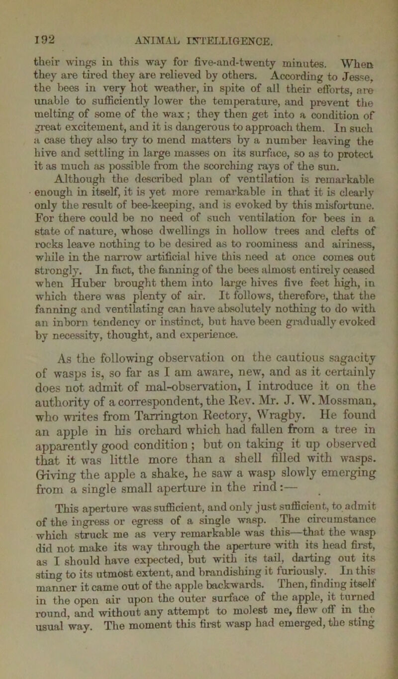 their wings in this way for five-and-twenty minutes. When they are tired they are relieved by others. According to Jesse, the bees in very hot weather, in spite of all their efforts, are unable to sufficiently lower the temperature, and prevent the melting of some of the wax; they then get into a condition of great excitement, and it is dangerous to approach them. In such a case they also try to mend matters by a number leaving the hive and settling in large masses on its surface, so as to protect it as much as possible from the scorching rays of the sun. Although the described plan of ventilation is remarkable enough in itself, it is yet more remarkable in that it is clearly only the result of bee-keeping, and is evoked by this misfortune. For there could be no need of such ventilation for bees in a state of nature, whose dwellings in hollow trees and clefts of rocks leave nothing to be desired as to roominess and airiness, while in the narrow artificial hive this need at once comes out strongly. In fact, the fanning of the bees almost entirely ceased when Huber brought them into large hives five feet high, in which there was plenty of air. It follows, therefore, that the fanning and ventilating can have absolutely nothing to do with an inborn tendency or instinct, but have been gradually evoked by necessity, thought, and experience. As the following observation on the cautious sagacity of wasps is, so far as I am aware, new, and as it certainly does not admit of mal-observation, I introduce it on the authority of a correspondent, the Rev. Mr. J. W. Mossman, who writes from Tarrington Rectory, Wragby. He found an apple in his orchard which had fallen from a tree in apparently good condition ; but on taking it up observed that it was little more than a shell filled with wasps. Giving the apple a shake, he saw a wasp slowly emerging from a single small aperture in the rind:— This aperture was sufficient, and only just sufficient, to admit of the ingress or egress of a single wasp. The circumstance which struck me as very remarkable was this—that the wasp did not make its way through the aperture with its head first, as I should have expected, but with its tail, darting out its sting to its utmost extent, and brandishing it furiously. In this manner it came out of the apple backwards. 1 hen, finding itself in the open air upon the outer surface of the apple, it turned round, and without any attempt to molest me, flew off in the usual way. The moment this first wasp had emerged, the sting