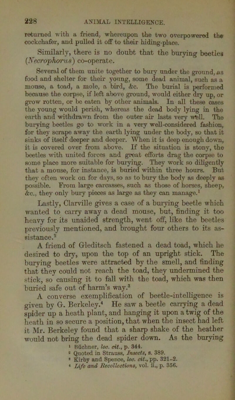 returned with a friend, whereupon the two overpowered the cockchafer, and pulled it off to their hiding-place. Similarly, there is no doubt that the burying beetles (Necrophorus) co-operate. Several of them unite together to bury under the ground, as food and shelter for their young, some dead animal, such as a mouse, a toad, a mole, a bird, Ac. The burial is performed because the corpse, if left above ground, would either dry up, or grow rotten, or be eaten by other animals. In all these cases the young would perish, whereas the dead body lying in the earth and withdrawn from the outer air lasts very w^ll. The burying beetles go to work in a very well-considered fashion, for they scrape away the earth lying under the body, so that it sinks of itself deeper and deeper. When it is deep enough down, it is covered over from above. If the situation is stony, the beetles with united forces and great efforts drag the corpse to some place more suitable for burying. They work so diligently that a mouse, for instance, is buried within three hours. But they often work on for days, so as to bury the body as deeply as possible. From large carcasses, such as those of horses, sheep, Ac., they only bury pieces as large as they can manage.1 Lastly, Clarville gives a case of a burying beetle which wanted to carry away a dead mouse, but, finding it too heavy for its unaided strength, went off, like the beetles previously mentioned, and brought four others to its as- sistance.2 A friend of Grleditsch fastened a dead toad, which he desired to dry, upon the top of an upright stick. The burying beetles were attracted by the smell, and finding that they could not reach the toad, they undermined the stick, so causing it to fall with the toad, which was then buried safe out of harm’s way.3 A converse exemplification of beetle-intelligence is given by G. Berkeley.4 He saw a beetle carrying a dead spider up a heath plant, and hanging it upon a twig of the heath in so secure a position, that when the insect had left it Mr. Berkeley found that a sharp shake of the heather would not bring the dead spider down. As the burying 1 Buchner, loc. cit., p. 344. 2 Quoted in Strauss, Insects, s. 389. 2 Kirby and Spence, loo. cit., pp. 321-2. 4 Life and Recollections, vol. ii., p. 356.