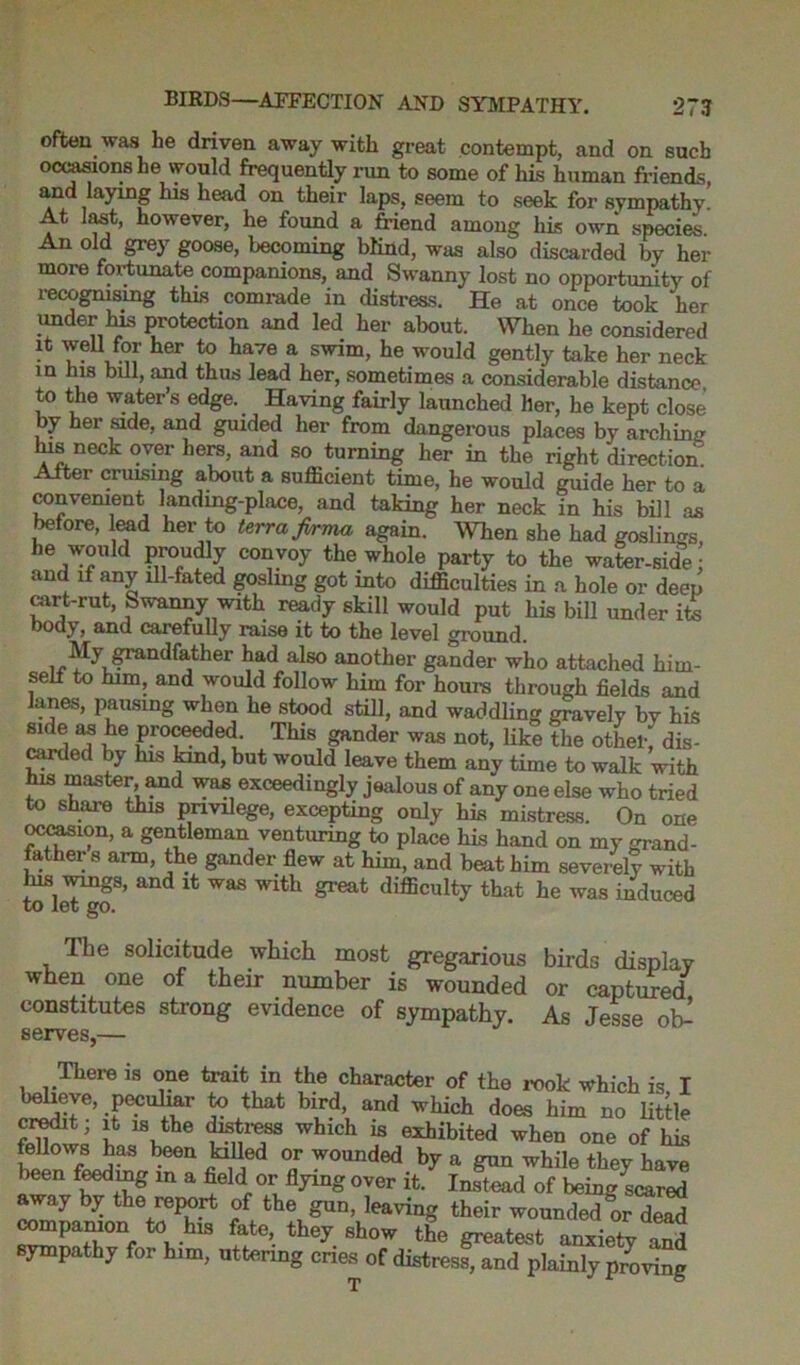 often was he driven away with great contempt, and on such occasions he would frequently run to some of his human friends, and laying his head on their laps, seem to seek for sympathy. At last, however, he found a friend among his own species. An old grey goose, becoming blind, was also discarded by her more fortunate companions, and Swanny lost no opportunity of recognising this comrade in distress. He at once took 'her under ms protection and led her about. When he considered it well for her to have a swim, he would gently take her neck in ms bill, and thus lead her, sometimes a considerable distance to the water’s edge. Having fairly launched her, he kept close by her side, and guided her from dangerous places by arching his neck over hers, and so turning her in the right direction After cruising about a sufficient time, he would guide her to a convenient landing-place, and taking her neck in his bill as before, lead her to terra firma again. When she had goslings, he would proudly convoy the whole party to the water-side and if any ill-fated gosling got into difficulties in a hole or deep cart-rut, Swanny with ready skill would put his bill under ite body, and carefully raise it to the level ground. My grandfather had also another gander who attached him- self to him, and would follow him for hours through fields and lanes, pausing when he stood still, and waddling gravely by his side as he proceeded This gander was not, like the other' dis- carded by his kind, but would leave them any time to walk with his master, and was exceedingly jealous of any one else who tried to share this privilege, excepting only his mistress. On one occasion, a gentleman venturing to place his hand on my grand- father s arm, the gander flew at him, and beat him severely with Ins wings, and it was with great difficulty that he was induced tO 10t §0. The solicitude which most gregarious birds display when one of their number is wounded or captured constitutes strong evidence of sympathy. As Jesse ob- serves,— There is one trait in the character of the rook which is I believe, peculiar to that bird, and which does him no little credit; it is the distress which is exhibited when one of his fellows has been killed or wounded by a gun while they have been feeding in a field or flying over it. InSd of being scared away by the report of the gun, leaving their wounded or dead compamon to his fate, they show the greatest anxiety and sympathy for him, uttering cries of distress^and plainly proring