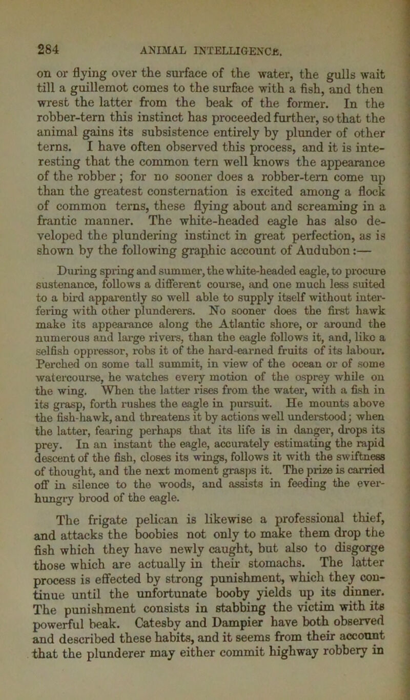 on or flying over the surface of the water, the gulls wait till a guillemot comes to the surface with a fish, and then wrest the latter from the beak of the former. In the robber-tern this instinct has proceeded further, so that the animal gains its subsistence entirely by plunder of other terns. I have often observed this process, and it is inte- resting that the common tern well knows the appearance of the robber; for no sooner does a robber-tern come up than the greatest consternation is excited among a flock of common terns, these flying about and screaming in a frantic manner. The white-headed eagle has also de- veloped the plundering instinct in great perfection, as is shown by the following graphic account of Audubon:— Dui’ing spring and summer, the white-headed eagle, to procure sustenance, follows a different course, and one much less suited to a bird apparently so well able to supply itself without inter- fering with other plunderers. No sooner does the first hawk make its appearance along the Atlantic shore, or around the numerous and large rivers, than the eagle follows it, and, like a selfish oppressor, robs it of the hard-earned fruits of its labour. Perched on some tall summit, in view of the ocean or of some watercourse, he watches every motion of the osprey while on the wing. When the latter rises from the water, with a fish in its grasp, forth rushes the eagle in pursuit. He mounts above the fish-hawk, and threatens it by actions well understood; when the latter, fearing perhaps that its life is in danger, drops its prey. In an instant the eagle, accurately estimating the rapid descent of the fish, closes its wings, follows it with the swiftness of thought, and the next moment grasps it. The prize is carried off in silence to the woods, and assists in feeding the ever- hungry brood of the eagle. The frigate pelican is likewise a professional thief, and attacks the boobies not only to make them drop the fish which they have newly caught, but also to disgorge those which are actually in their stomachs. The latter process is effected by strong punishment, which they con- tinue until the unfortunate booby yields up its dinner. The punishment consists in stabbing the victim with its powerful beak. Catesby and Dampier have both observed and described these habits, and it seems from their account that the plunderer may either commit highway robbeiy in