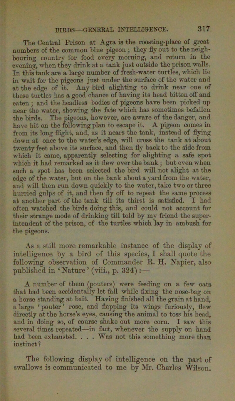The Central Prison at Agra is the roosting-place of great numbers of the common blue pigeon ; they fly out to the neigh- bouring country for food every morning, and return in the evening, when they drink at a tank just outside the prison walls. In this tank are a large mimber of fresh-water turtles, which lie in wait for the pigeons just under the surface of the water and at the edge of it. Any bird alighting to drink near one of these turtles has a good chance of having its head bitten off and eaten ; and the headless bodies of pigeons have been picked up near the water, showing the fate which has sometimes befallen the birds. The pigeons, however, are aware of the danger, and have hit on the following plan to escape it. A pigeon comes in from its long flight, and, as it nears the tank, instead of flying down at once to the water’s edge, will cross the tank at about twenty feet above its surface, and then fly back to the side from which it came, apparently selecting for alighting a safe spot which it had remarked as it flew over the bank; but even when such a spot has been selected the bird will not alight at the edge of the water, but on the bank about a yard from the water, and will then run down quickly to the water, take two or three hurried gulps of it, and then fly off to repeat the same process at another part of the tank till its thirst is satisfied. I had often watched the birds doing this, and could not account for their strange mode of drinking till told by my friend the super- intendent of the prison, of the turtles which lay in ambush for the pigeons. As a still more remarkable instance of the display of intelligence by a bird of this species, I shall quote the following observation of Commander R. H. Napier, also published in ‘ Nature ’ (viii., p. 324) :— A number of them (pouters) were feeding on a few oats that had been accidentally let fall while fixing the nose-bag on a horse standing at bait. Having finished all the grain at hand, a large ‘ pouter ’ x’ose, and flapping its wings furiously, flew directly at the horse’s eyes, causing the animal to toss his head, and in doing so, of course shake out more corn. I saw this several times repeated—in fact, whenever the supply on hand had been exhausted. . . . Was not this something more than instinct 1 The following display of intelligence on the part of swallows is communicated to me by Mr. Charles Wilson.