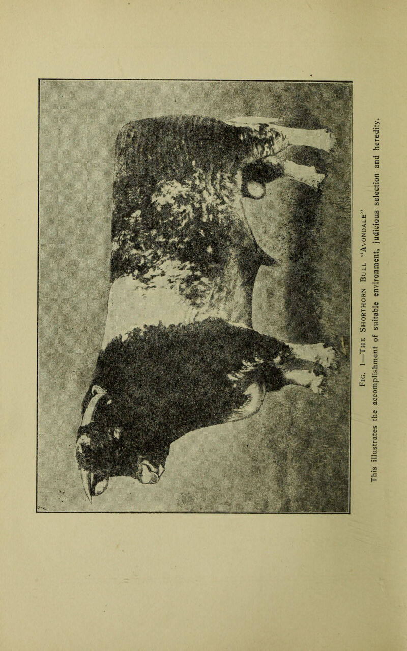 Fig. 1—The Shorthorn Bull “Avondale” This illustrates the accomplishment of suitable environment, judicious selection and heredity.