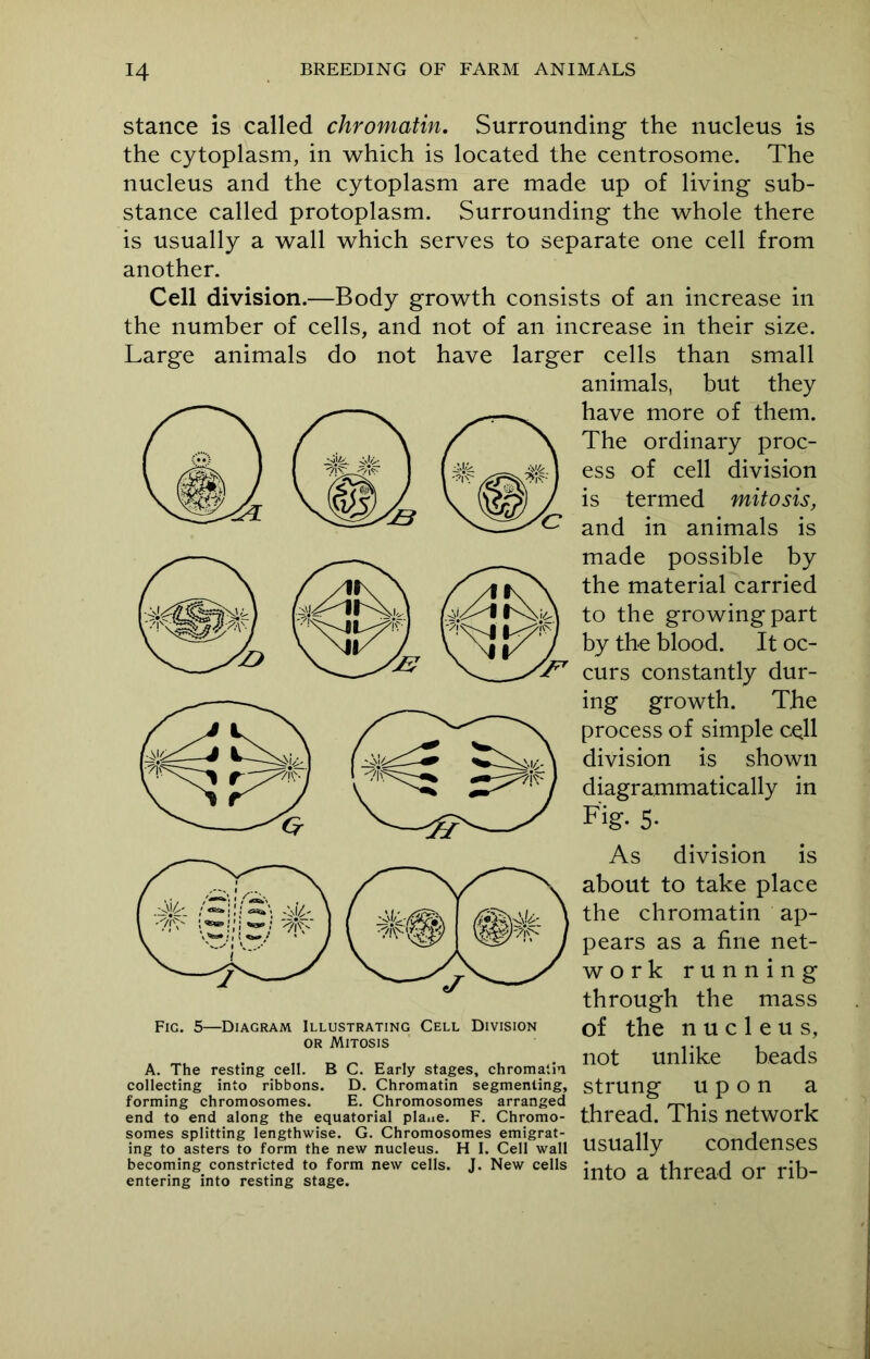 stance is called chromatin. Surrounding the nucleus is the cytoplasm, in which is located the centrosome. The nucleus and the cytoplasm are made up of living sub- stance called protoplasm. Surrounding the whole there is usually a wall which serves to separate one cell from another. Cell division.—Body growth consists of an increase in the number of cells, and not of an increase in their size. Large animals do not have larger cells than small animals, but they have more of them. The ordinary proc- ess of cell division is termed mitosis, and in animals is made possible by the material carried to the growingpart by the blood. It oc- curs constantly dur- ing growth. The process of simple cell division is shown diagrammatically in Fig. 5- As division is about to take place the chromatin ap- pears as a fine net- work running through the mass of the nucleus, not unlike beads upon a thread. This network Fig. 5- -Diagram Illustrating Cell Division or Mitosis A. The resting cell. B C. Early stages, chromatin collecting into ribbons. D. Chromatin segmenting. Strung forming chromosomes. E. Chromosomes arranged end to end along the equatorial plane. F. Chromo- somes splitting lengthwise. G. Chromosomes emigrat- ^ ii A ing to asters to form the new nucleus. H I. Cell wall USUally COnaenseS becoming constricted to form new cells. J. New cells • 0 +lr»-oorl rw i-iK entering into resting stage. mi° a tnreaa or llu~