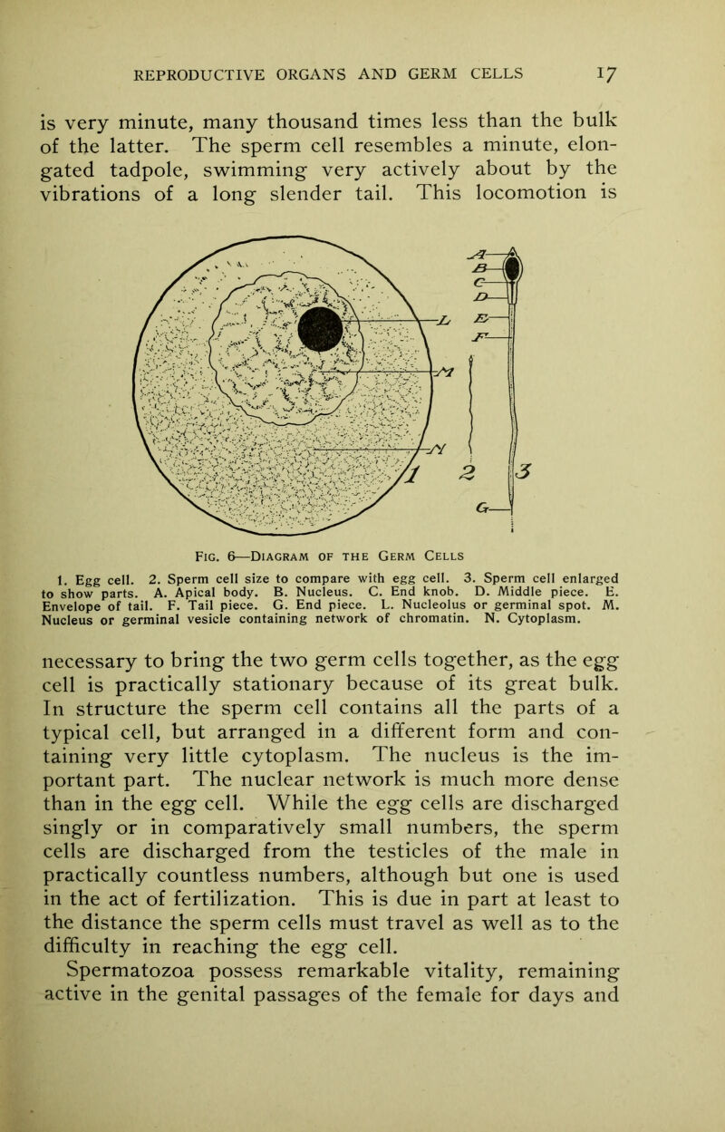 is very minute, many thousand times less than the bulk of the latter. The sperm cell resembles a minute, elon- gated tadpole, swimming very actively about by the vibrations of a long slender tail. This locomotion is Fig. 6—Diagram of the Germ Cells 1. Egg cell. 2. Sperm cell size to compare with egg cell. 3. Sperm cell enlarged to show parts. A. Apical body. B. Nucleus. C. End knob. D. Middle piece. E. Envelope of tail. F. Tail piece. G. End piece. L. Nucleolus or germinal spot. M. Nucleus or germinal vesicle containing network of chromatin. N. Cytoplasm. necessary to bring the two germ cells together, as the egg cell is practically stationary because of its great bulk. In structure the sperm cell contains all the parts of a typical cell, but arranged in a different form and con- taining very little cytoplasm. The nucleus is the im- portant part. The nuclear network is much more dense than in the egg cell. While the egg cells are discharged singly or in comparatively small numbers, the sperm cells are discharged from the testicles of the male in practically countless numbers, although but one is used in the act of fertilization. This is due in part at least to the distance the sperm cells must travel as well as to the difficulty in reaching the egg cell. Spermatozoa possess remarkable vitality, remaining active in the genital passages of the female for days and