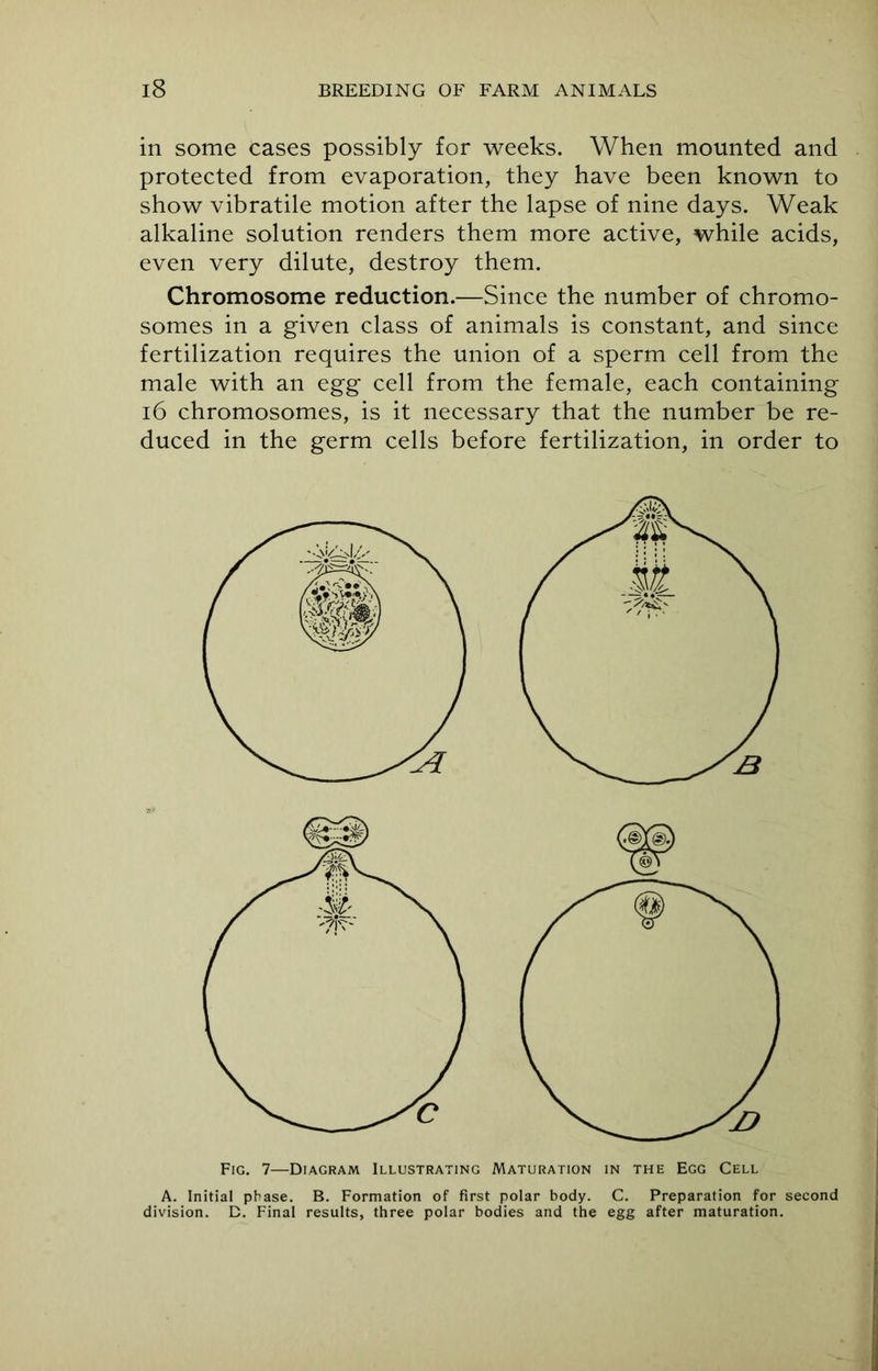 in some cases possibly for weeks. When mounted and protected from evaporation, they have been known to show vibratile motion after the lapse of nine days. Weak alkaline solution renders them more active, while acids, even very dilute, destroy them. Chromosome reduction.—Since the number of chromo- somes in a given class of animals is constant, and since fertilization requires the union of a sperm cell from the male with an egg cell from the female, each containing 16 chromosomes, is it necessary that the number be re- duced in the germ cells before fertilization, in order to Fig. 7—Diagram Illustrating Maturation in the Egg Cell A. Initial phase. B. Formation of first polar body. C. Preparation for second division. D. Final results, three polar bodies and the egg after maturation.