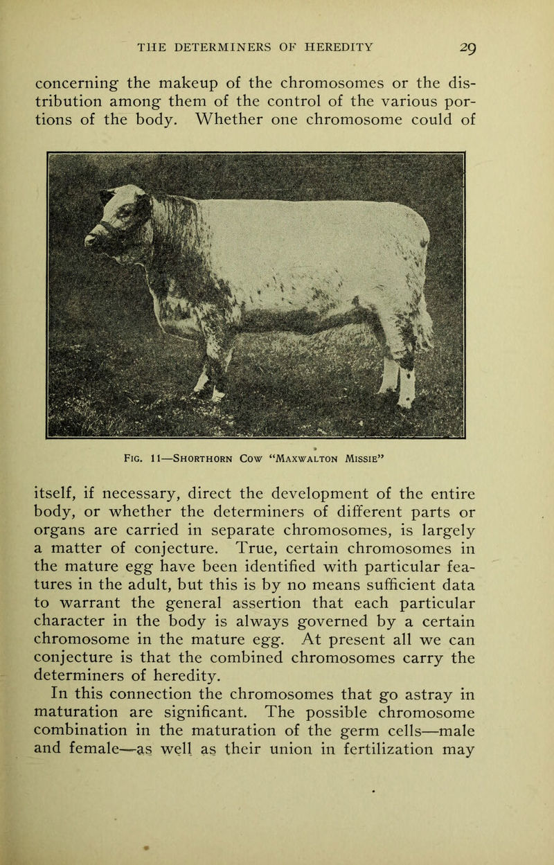 concerning the makeup of the chromosomes or the dis- tribution among them of the control of the various por- tions of the body. Whether one chromosome could of Fig. 11—Shorthorn Cow “Maxwalton Missie” itself, if necessary, direct the development of the entire body, or whether the determiners of different parts or organs are carried in separate chromosomes, is largely a matter of conjecture. True, certain chromosomes in the mature egg have been identified with particular fea- tures in the adult, but this is by no means sufficient data to warrant the general assertion that each particular character in the body is always governed by a certain chromosome in the mature egg. At present all we can conjecture is that the combined chromosomes carry the determiners of heredity. In this connection the chromosomes that go astray in maturation are significant. The possible chromosome combination in the maturation of the germ cells—male and female—-as well as their union in fertilization may