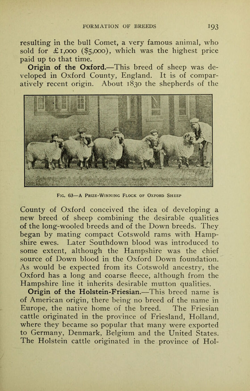 resulting in the bull Comet, a very famous animal, who sold for £ 1,000 ($5,000), which was the highest price paid up to that time. Origin of the Oxford.—This breed of sheep was de- veloped in Oxford County, England. It is of compar- atively recent origin. About 1830 the shepherds of the Fig. 63—A Prize-Winning Flock of Oxford Sheep County of Oxford conceived the idea of developing a new breed of sheep combining the desirable qualities of the long-wooled breeds and of the Down breeds. They began by mating compact Cotswold rams with Hamp- shire ewes. Later Southdown blood was introduced to some extent, although the Hampshire was the chief source of Down blood in the Oxford Down foundation. As would be expected from its Cotswold ancestry, the Oxford has a long and coarse fleece, although from the Hampshire line it inherits desirable mutton qualities. Origin of the Holstein-Friesian.—This breed name is of American origin, there being no breed of the name in Europe, the native home of the breed. The Friesian cattle originated in the province of Friesland, Holland, where they became so popular that many were exported to Germany, Denmark, Belgium and the United States. The Holstein cattle originated in the province of Hoi-