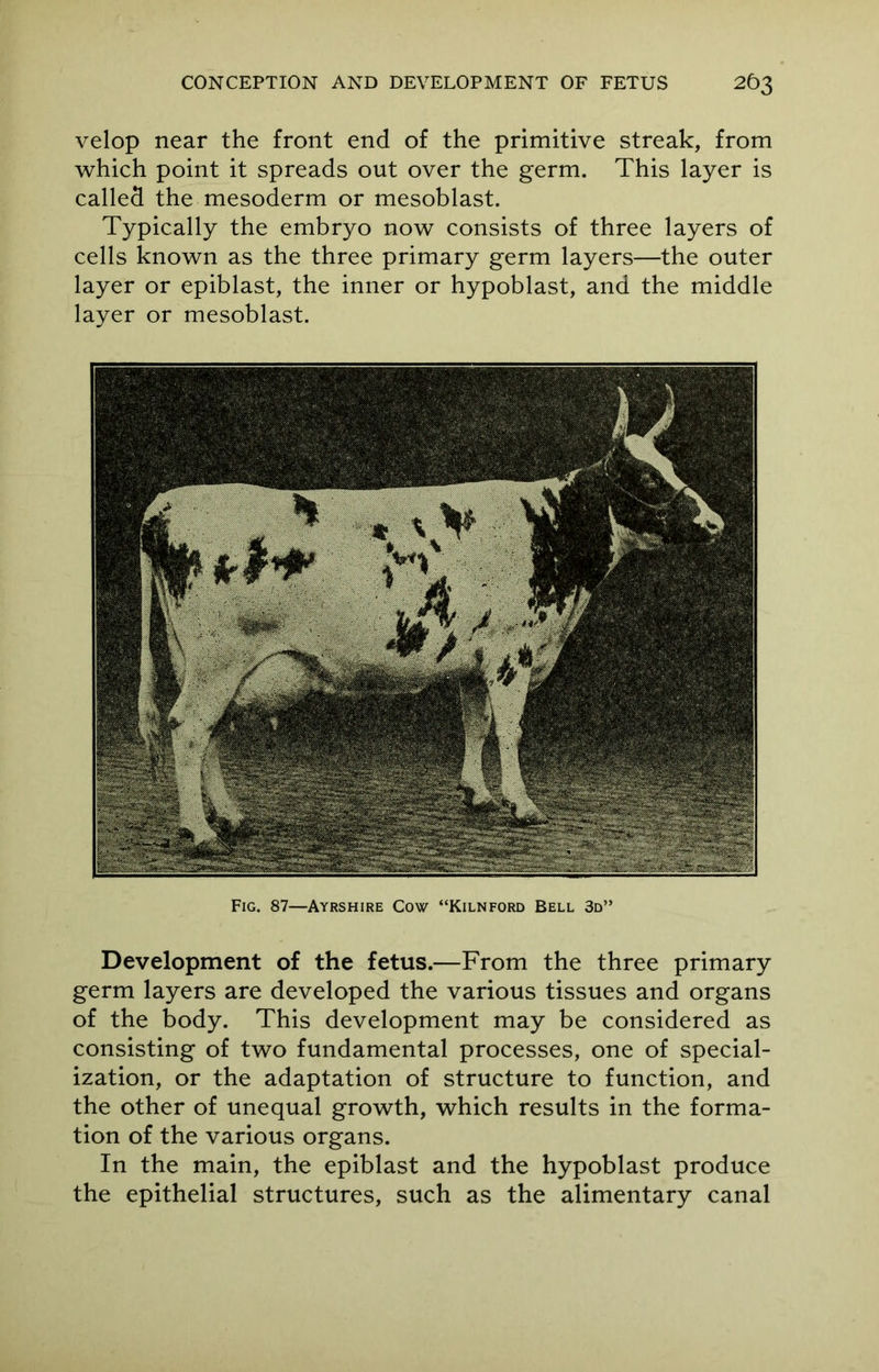 velop near the front end of the primitive streak, from which point it spreads out over the germ. This layer is called the mesoderm or mesoblast. Typically the embryo now consists of three layers of cells known as the three primary germ layers—the outer layer or epiblast, the inner or hypoblast, and the middle layer or mesoblast. Fig. 87—Ayrshire Cow “Kilnford Bell 3d” Development of the fetus.—From the three primary germ layers are developed the various tissues and organs of the body. This development may be considered as consisting of two fundamental processes, one of special- ization, or the adaptation of structure to function, and the other of unequal growth, which results in the forma- tion of the various organs. In the main, the epiblast and the hypoblast produce the epithelial structures, such as the alimentary canal