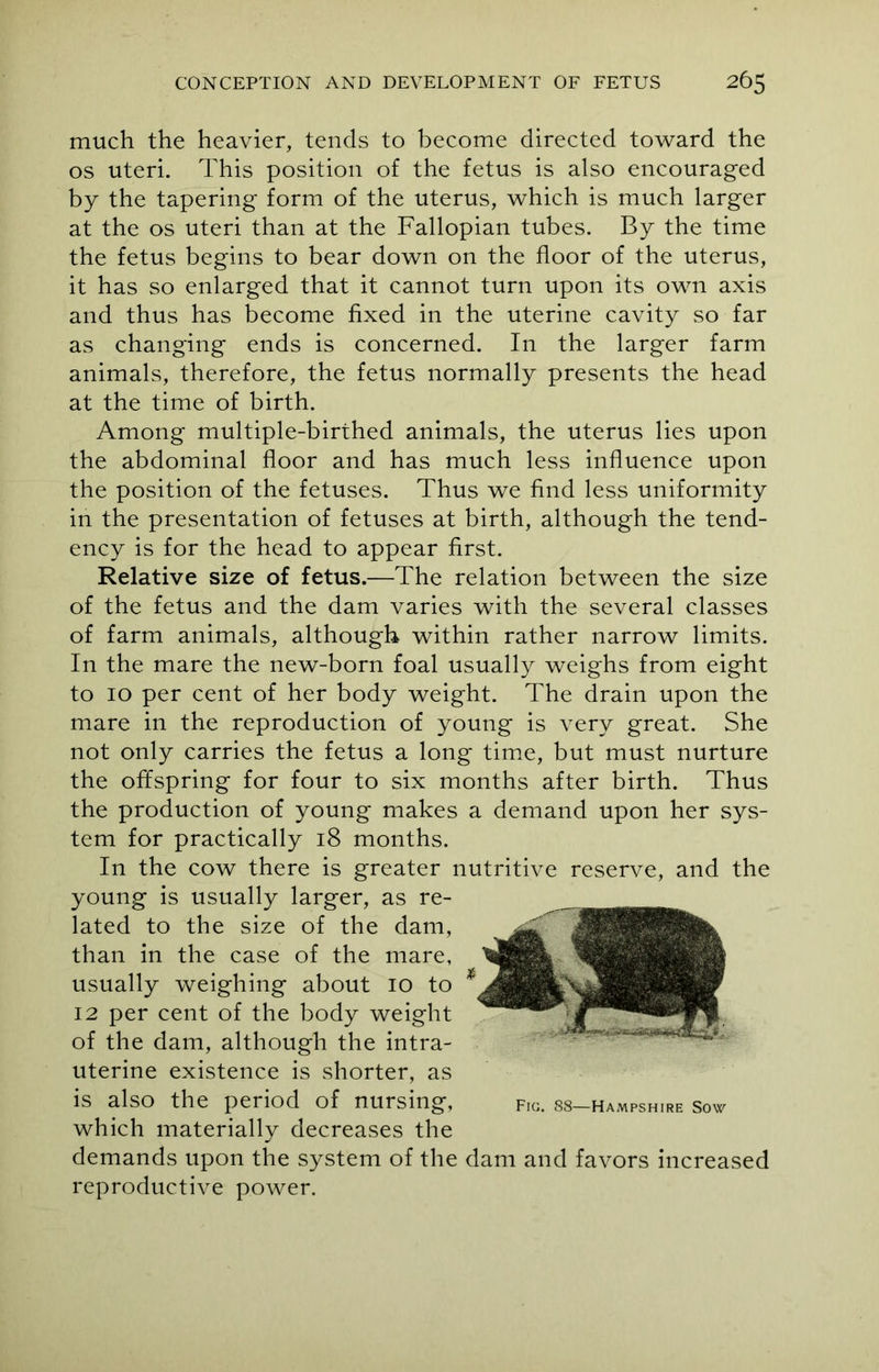 much the heavier, tends to become directed toward the os uteri. This position of the fetus is also encouraged by the tapering form of the uterus, which is much larger at the os uteri than at the Fallopian tubes. By the time the fetus begins to bear down on the floor of the uterus, it has so enlarged that it cannot turn upon its own axis and thus has become fixed in the uterine cavity so far as changing ends is concerned. In the larger farm animals, therefore, the fetus normally presents the head at the time of birth. Among multiple-birthed animals, the uterus lies upon the abdominal floor and has much less influence upon the position of the fetuses. Thus we find less uniformity in the presentation of fetuses at birth, although the tend- ency is for the head to appear first. Relative size of fetus.—The relation between the size of the fetus and the dam varies with the several classes of farm animals, although within rather narrow limits. In the mare the new-born foal usually weighs from eight to 10 per cent of her body weight. The drain upon the mare in the reproduction of young is very great. She not only carries the fetus a long time, but must nurture the offspring for four to six months after birth. Thus the production of young makes a demand upon her sys- tem for practically 18 months. In the cow there is greater nutritive reserve, and the young is usually larger, as re- lated to the size of the dam, than in the case of the mare, usually weighing about io to 12 per cent of the body weight of the dam, although the intra- uterine existence is shorter, as is also the period of nursing, which materially decreases the demands upon the system of the dam and favors increased reproductive power. Fig. 88—Hampshire Sow