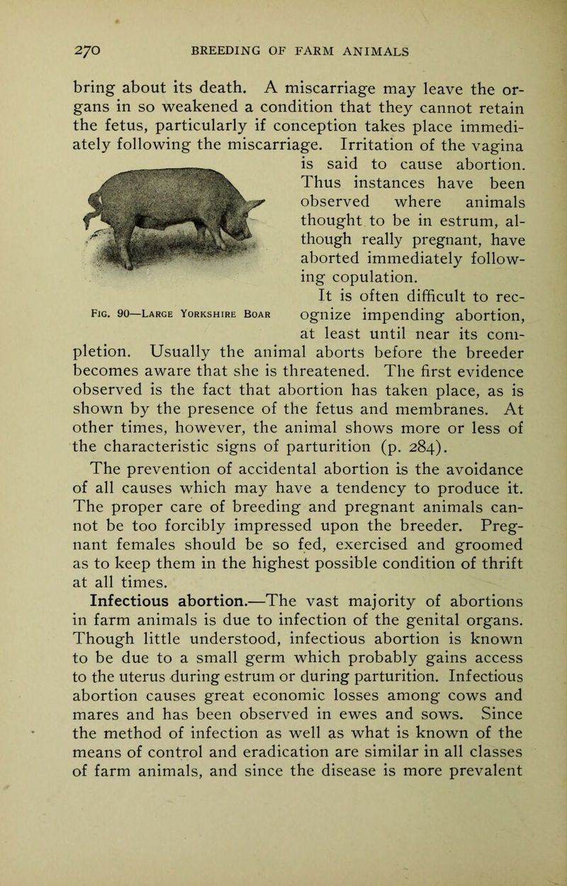 bring about its death. A miscarriage may leave the or- gans in so weakened a condition that they cannot retain the fetus, particularly if conception takes place immedi- ately following the miscarriage. Irritation of the vagina is said to cause abortion. Thus instances have been observed where animals thought to be in estrum, al- though really pregnant, have aborted immediately follow- ing copulation. It is often difficult to rec- ognize impending abortion, at least until near its com- pletion. Usually the animal aborts before the breeder becomes aware that she is threatened. The first evidence observed is the fact that abortion has taken place, as is shown by the presence of the fetus and membranes. At other times, however, the animal shows more or less of the characteristic signs of parturition (p. 284). The prevention of accidental abortion is the avoidance of all causes which may have a tendency to produce it. The proper care of breeding and pregnant animals can- not be too forcibly impressed upon the breeder. Preg- nant females should be so fed, exercised and groomed as to keep them in the highest possible condition of thrift at all times. Infectious abortion.—The vast majority of abortions in farm animals is due to infection of the genital organs. Though little understood, infectious abortion is known to be due to a small germ which probably gains access to the uterus during estrum or during parturition. Infectious abortion causes great economic losses among cows and mares and has been observed in ewes and sows. Since the method of infection as well as what is known of the means of control and eradication are similar in all classes of farm animals, and since the disease is more prevalent