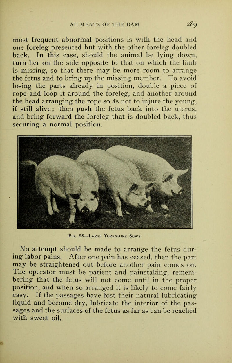 most frequent abnormal positions is with the head and one foreleg presented but with the other foreleg doubled back. In this case, should the animal be lying down, turn her on the side opposite to that on which the limb is missing, so that there may be more room to arrange the fetus and to bring up the missing member. To avoid losing the parts already in position, double a piece of rope and loop it around the foreleg, and another around the head arranging the rope so as not to injure the young, if still alive; then push the fetus back into the uterus, and bring forward the foreleg that is doubled back, thus securing a normal position. Fig. 95—Large Yorkshire Sows No attempt should be made to arrange the fetus dur- ing labor pains. After one pain has ceased, then the part may be straightened out before another pain comes on. The operator must be patient and painstaking, remem- bering that the fetus will not come until in the proper position, and when so arranged it is likely to come fairly easy. If the passages have lost their natural lubricating liquid and become dry, lubricate the interior of the pas- sages and the surfaces of the fetus as far as can be reached with sweet oil.